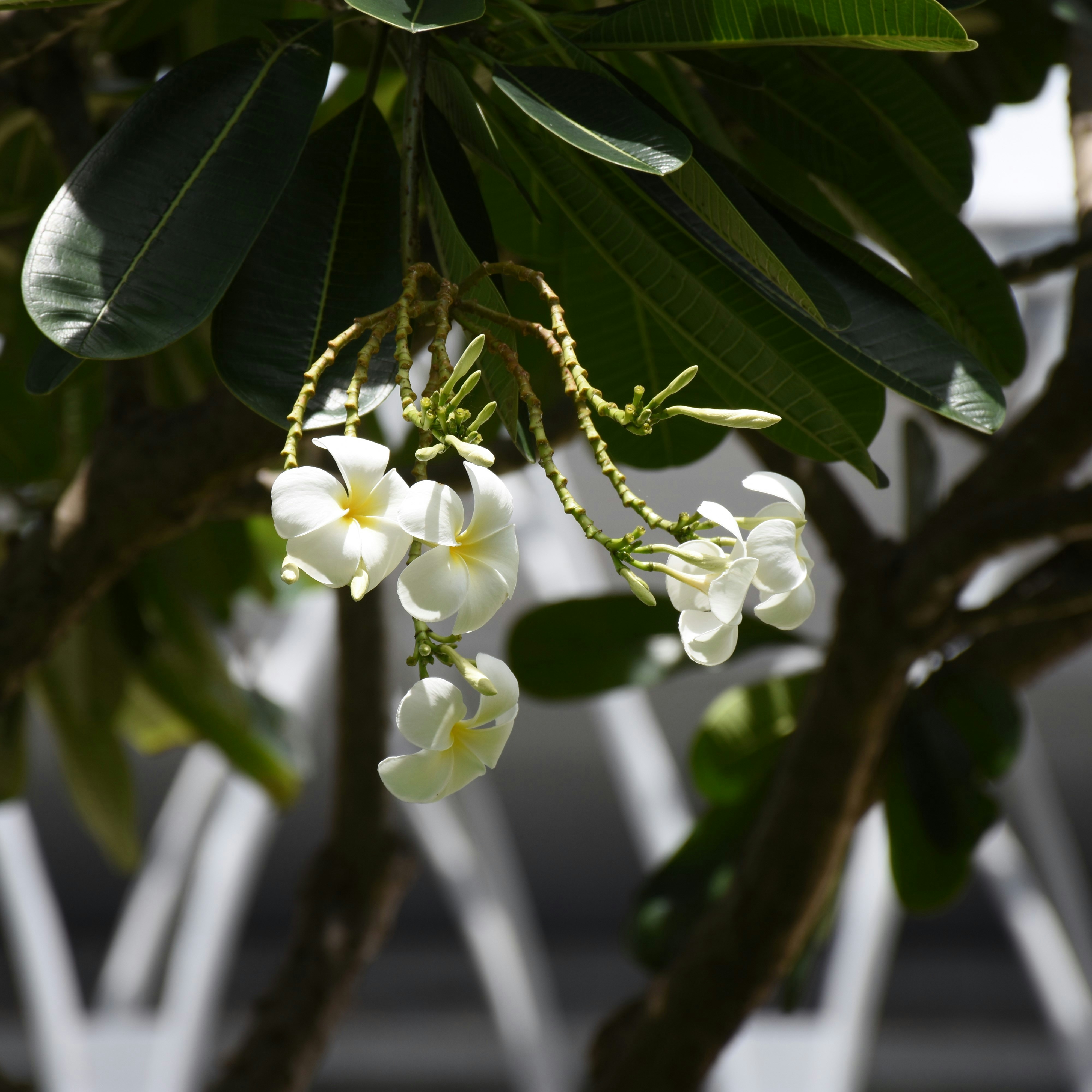A close up of a tree with white flowers photo – Free Flower Image on ...