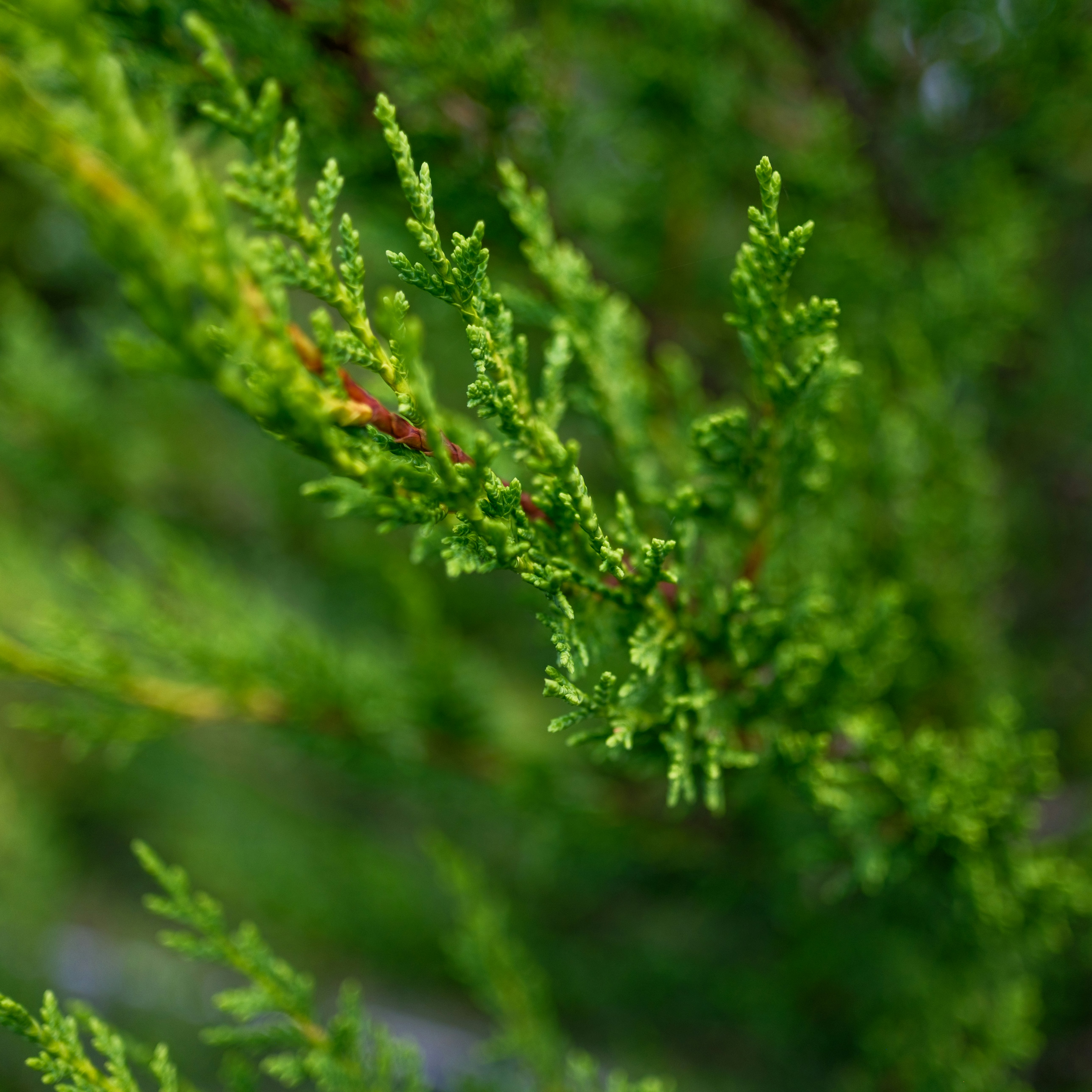 Photo by haberdoedas