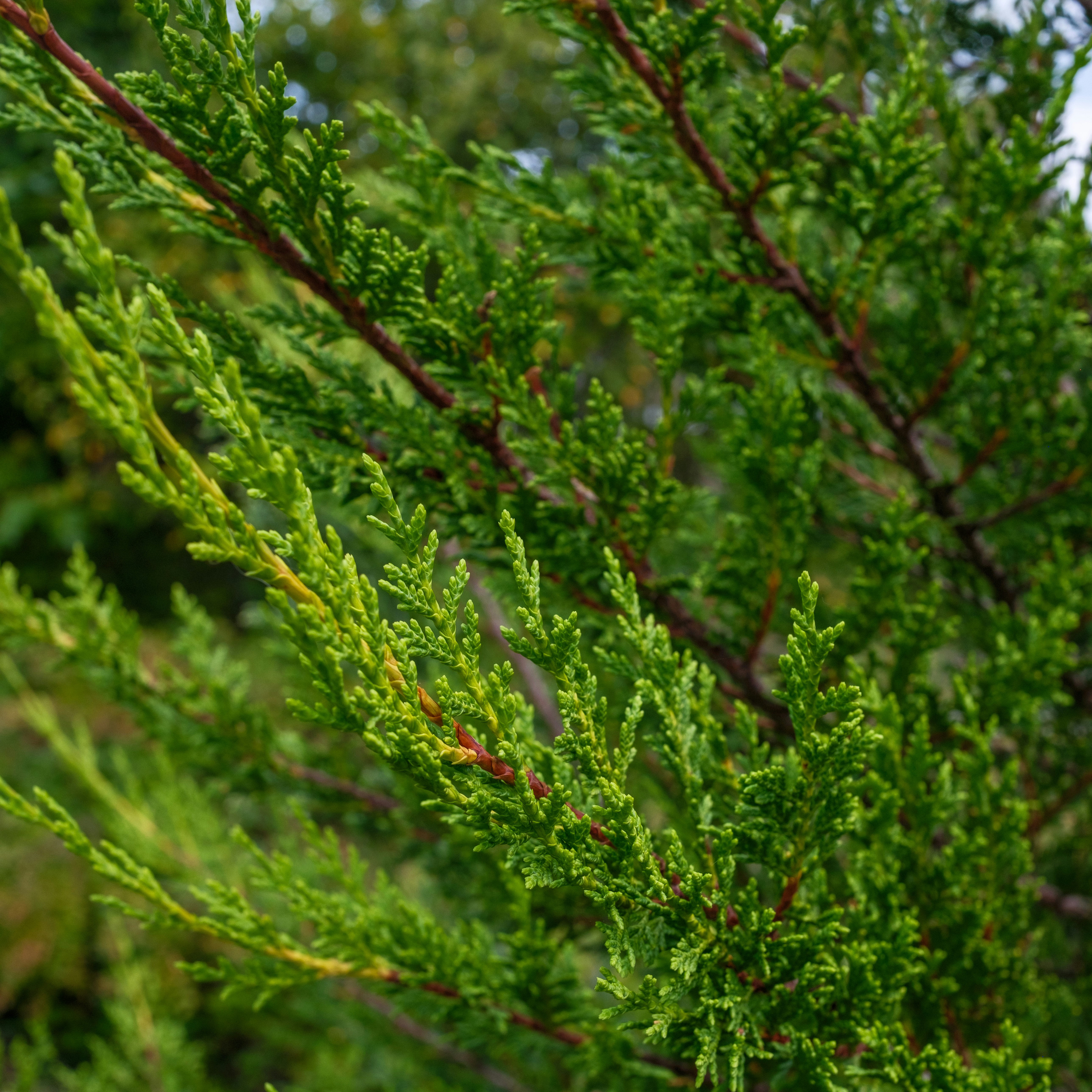 Photo by haberdoedas