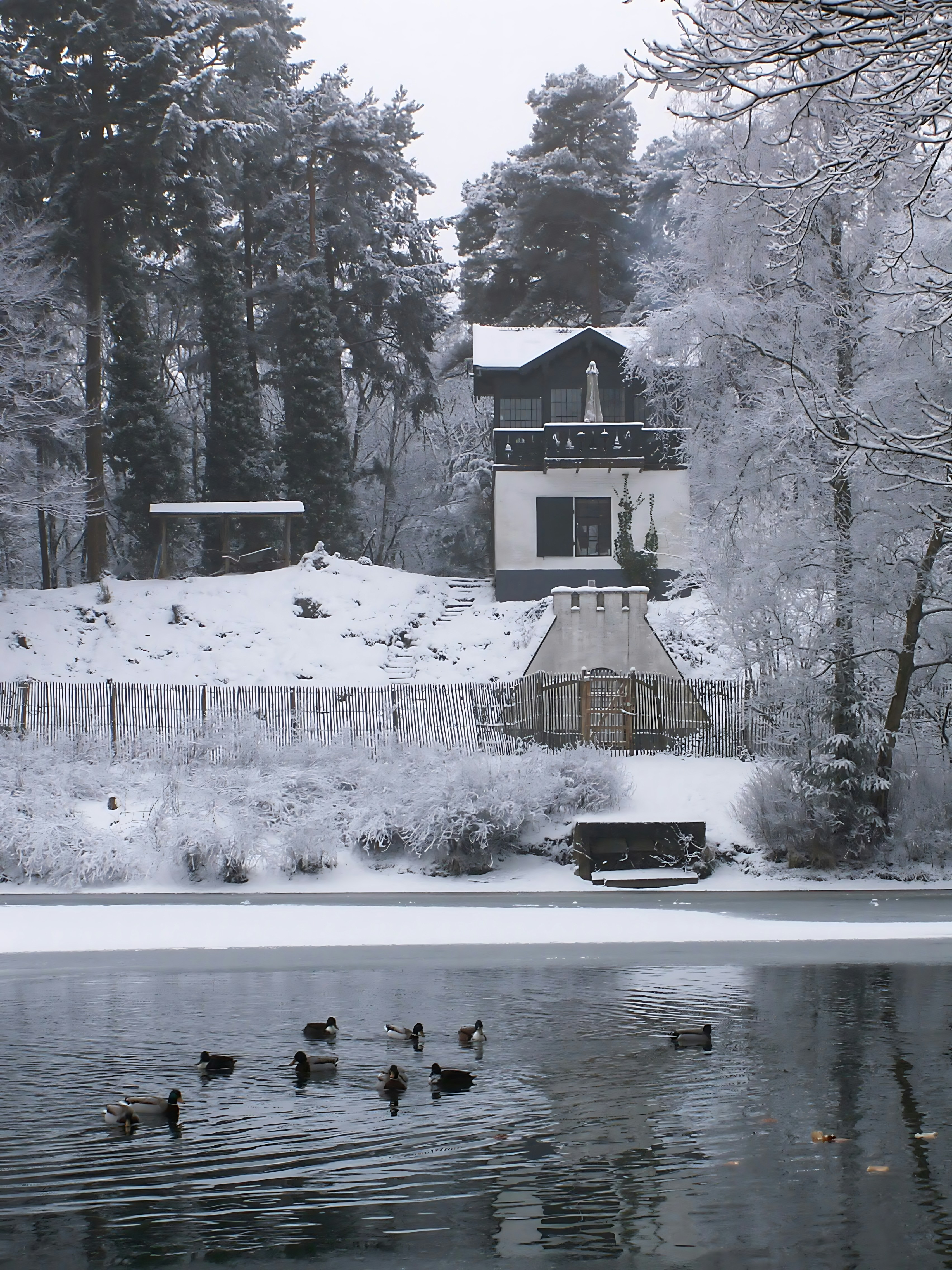 A group of ducks are swimming in a pond