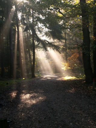 The sun is shining through the trees in the woods