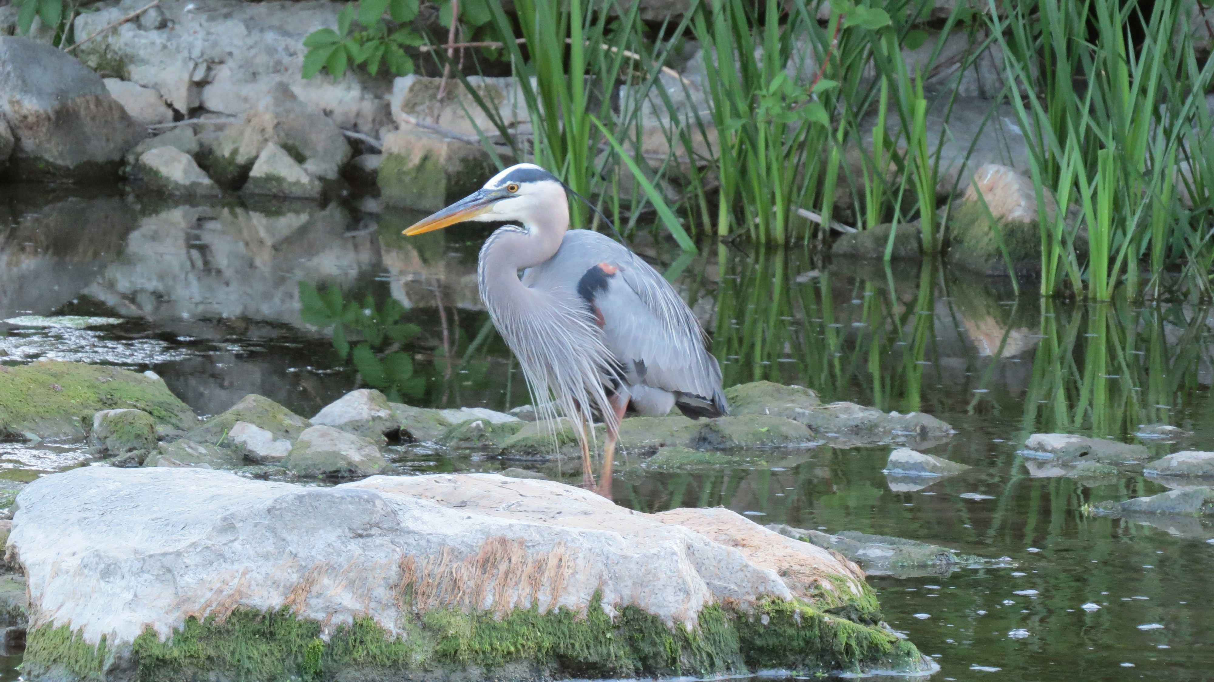 Un oiseau se tient sur un rocher dans l’eau