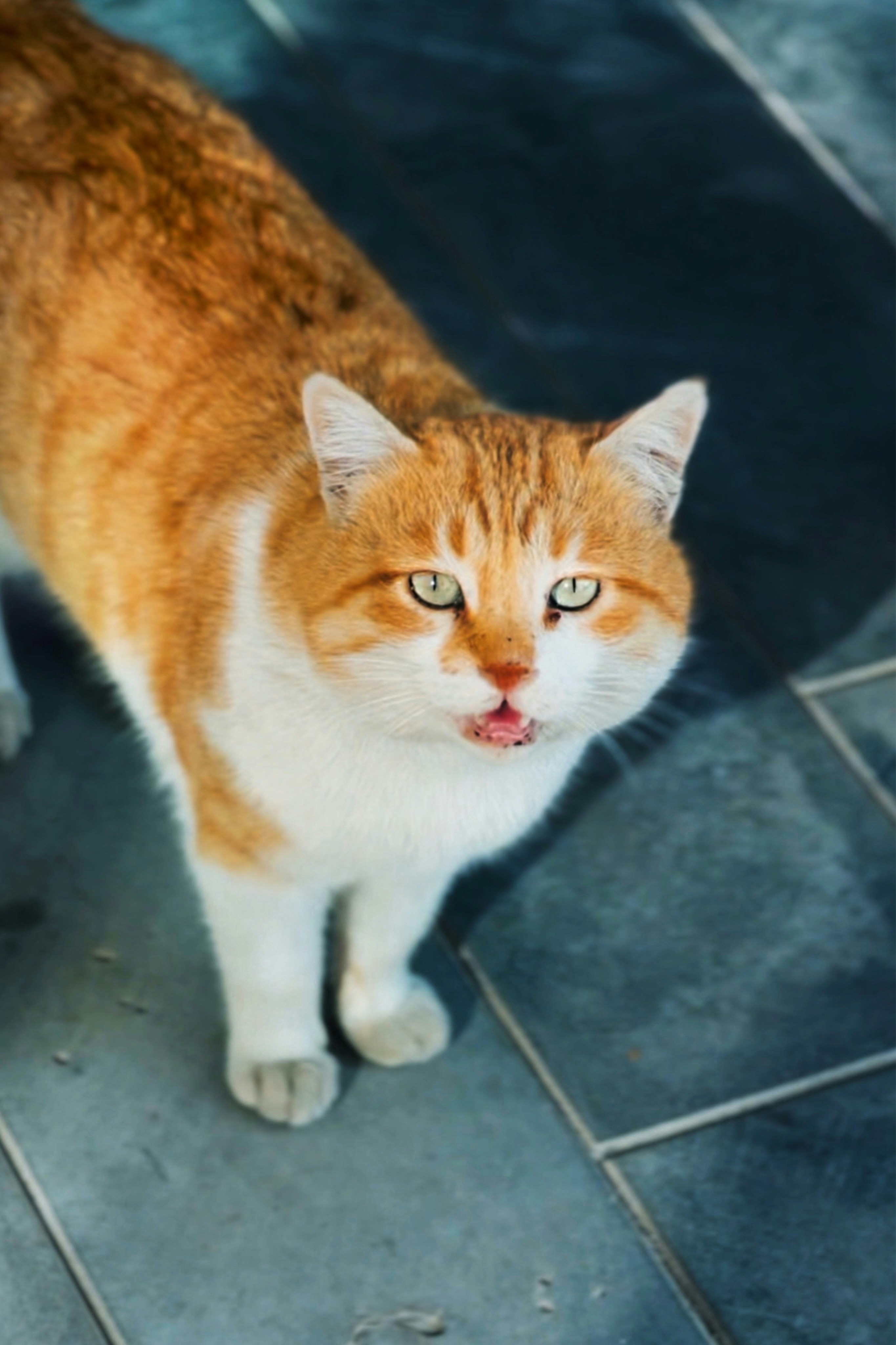 Un gatto arancione e bianco in piedi su un pavimento piastrellato