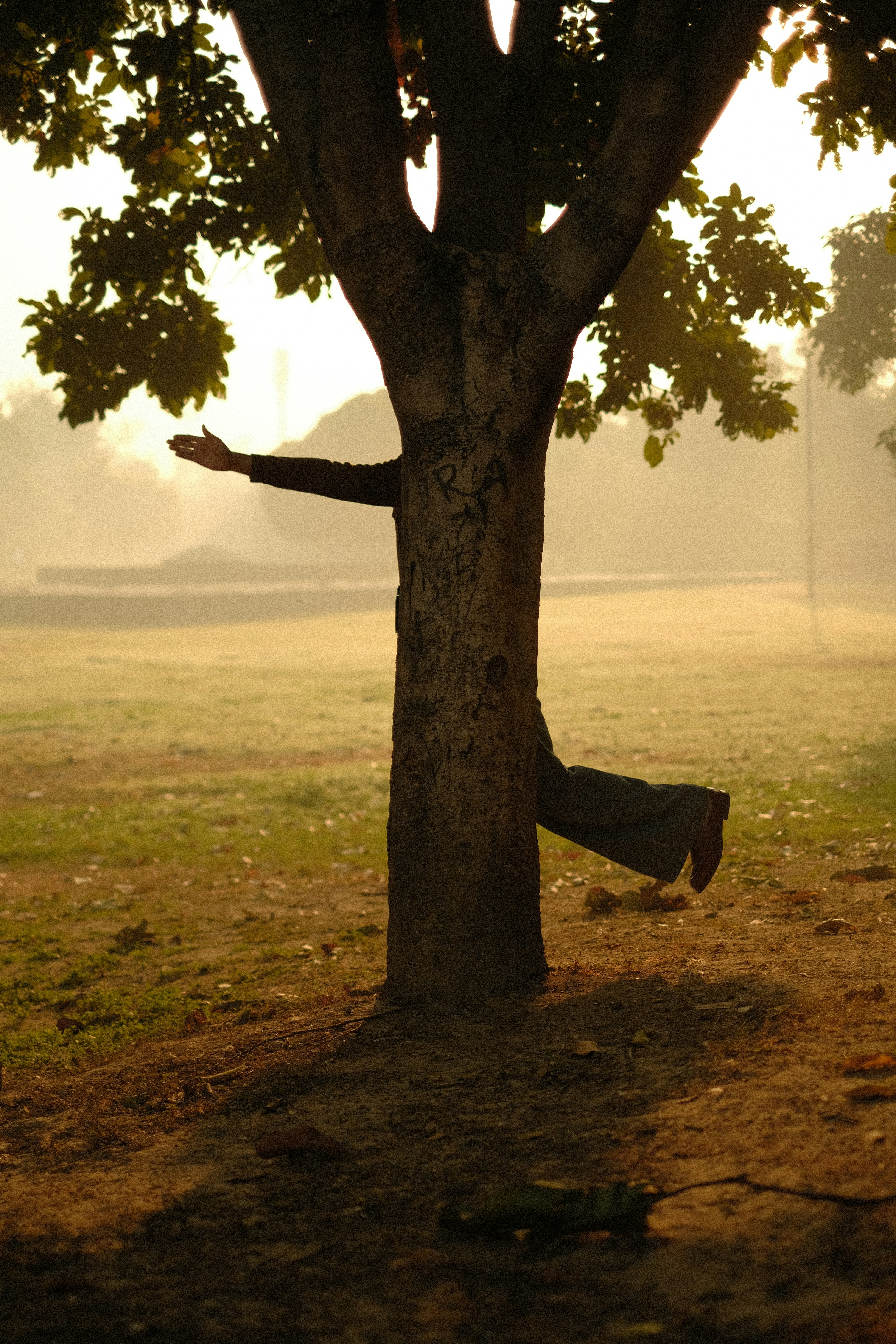 A tree in a field with fog in the background