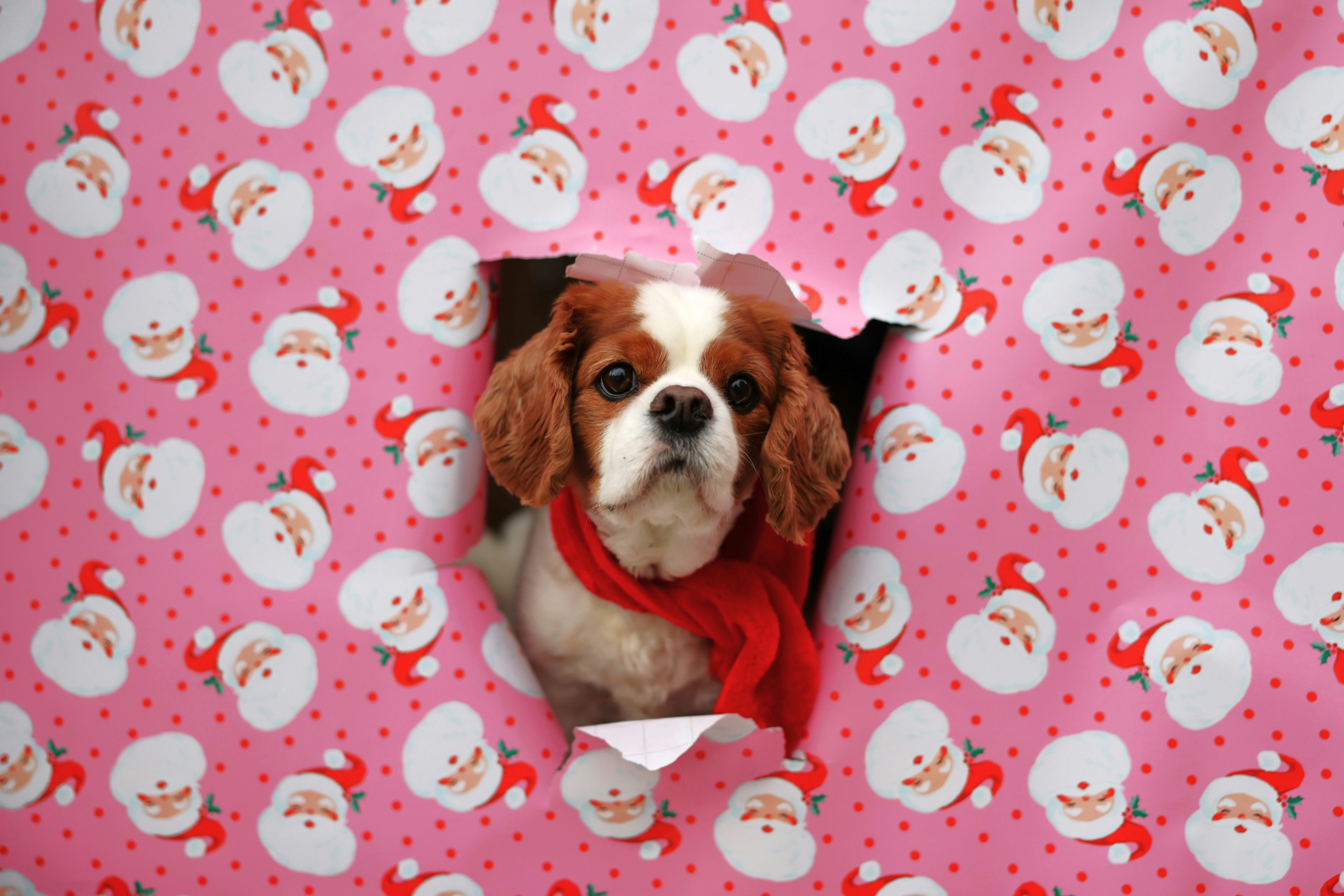 Un chien jetant un coup d’œil par un trou dans un mur