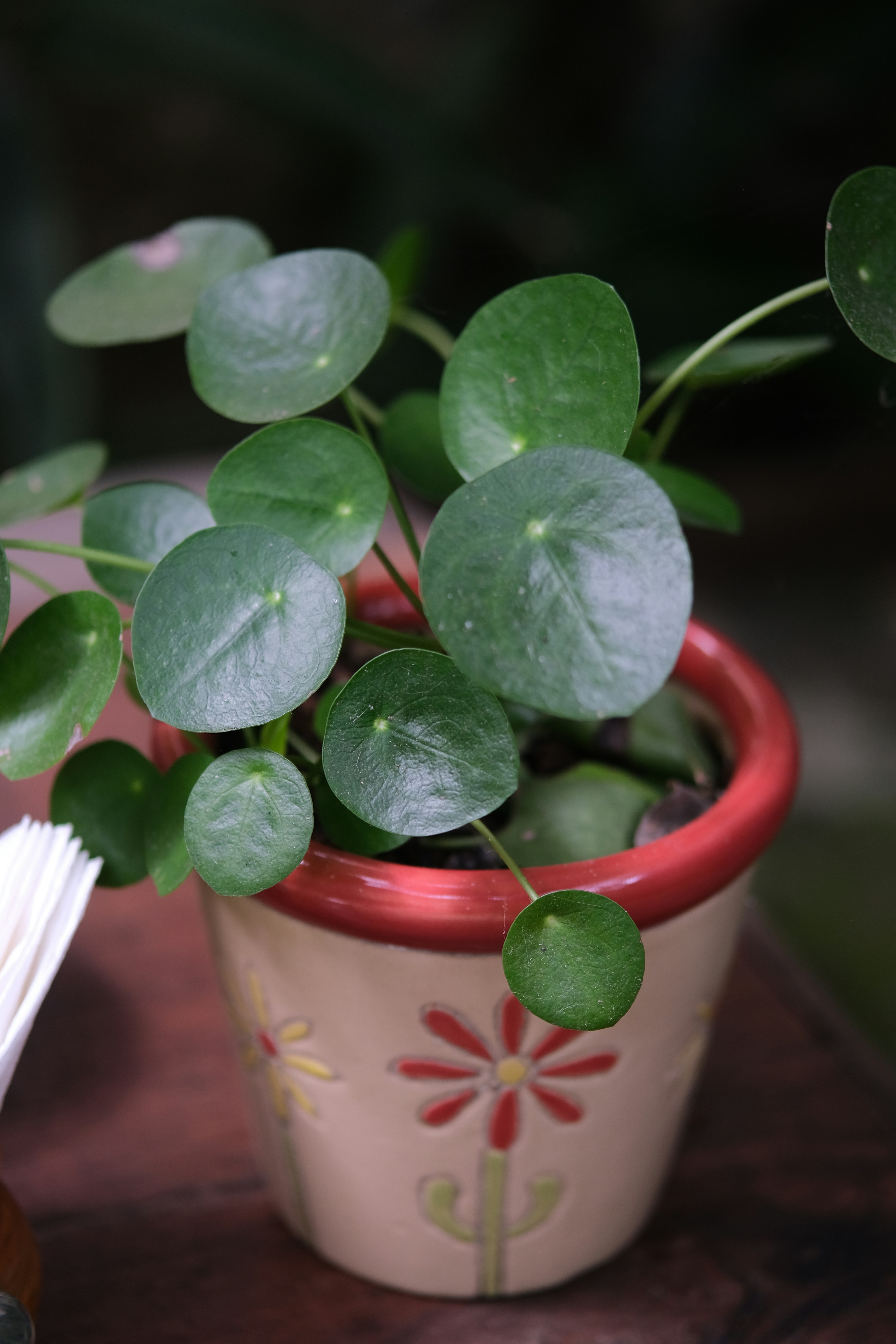 A potted plant sitting on top of a wooden table