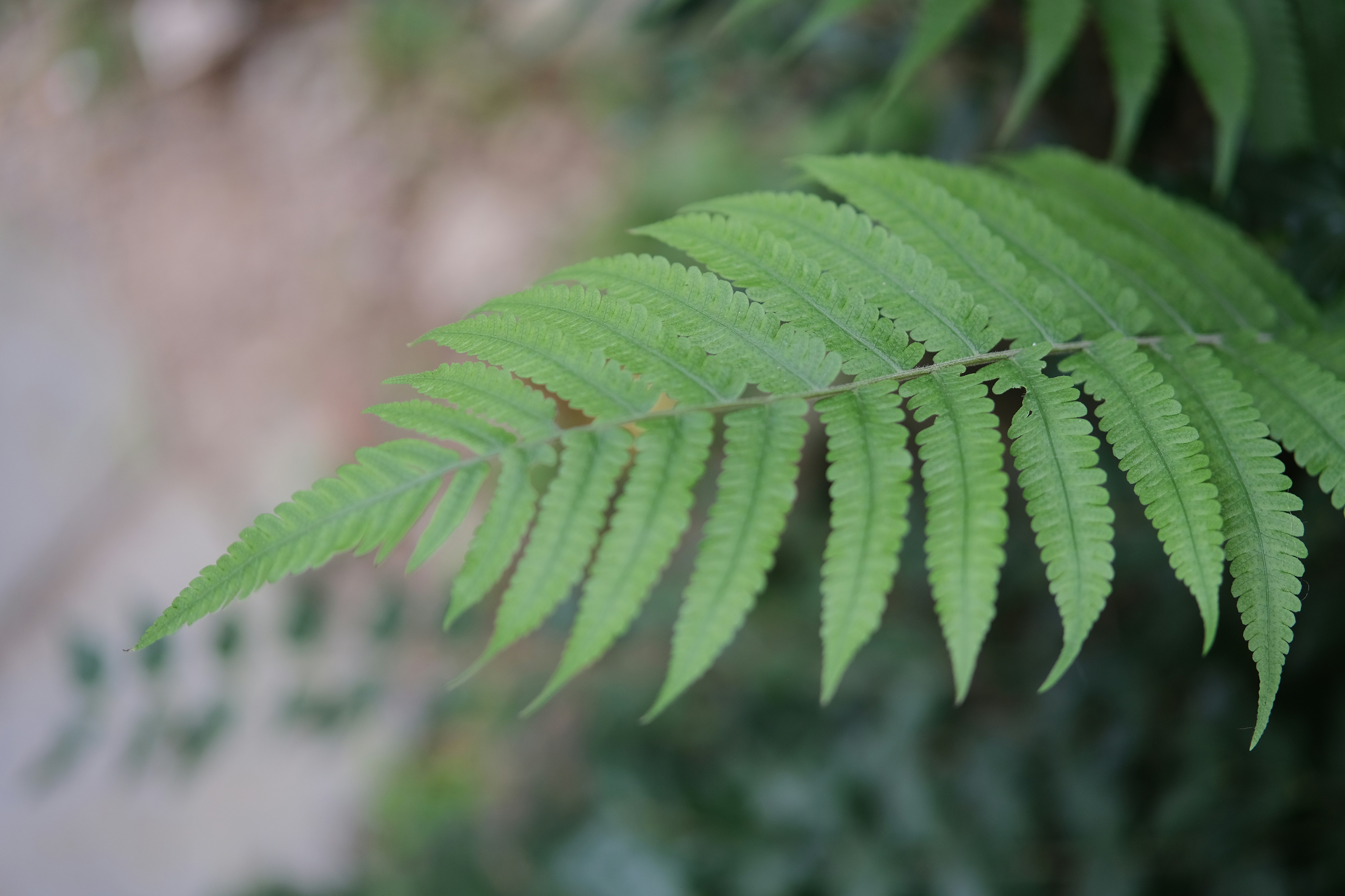A close up of a green leaf on a tree