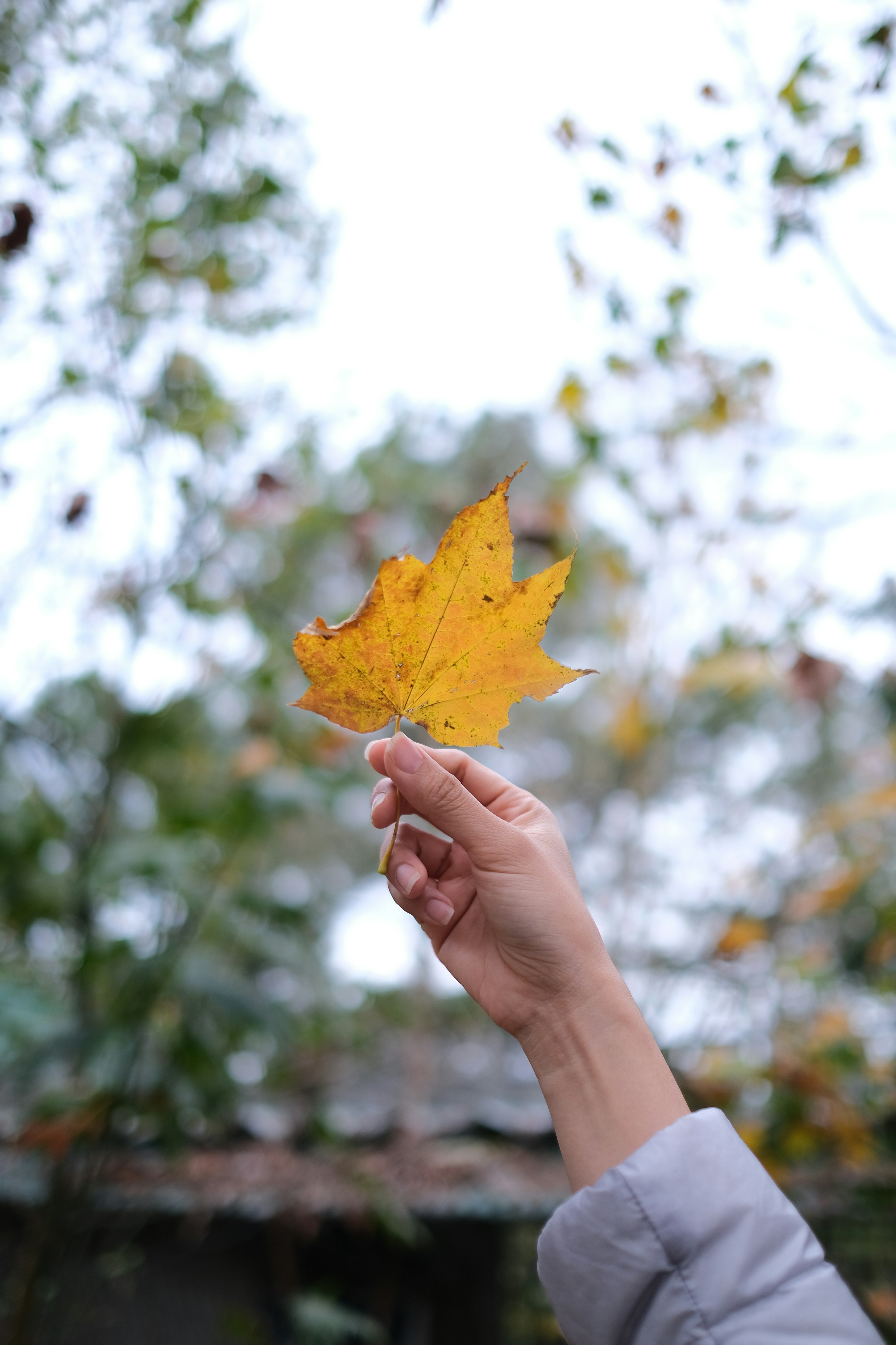 A person holding a yellow leaf in their hand
