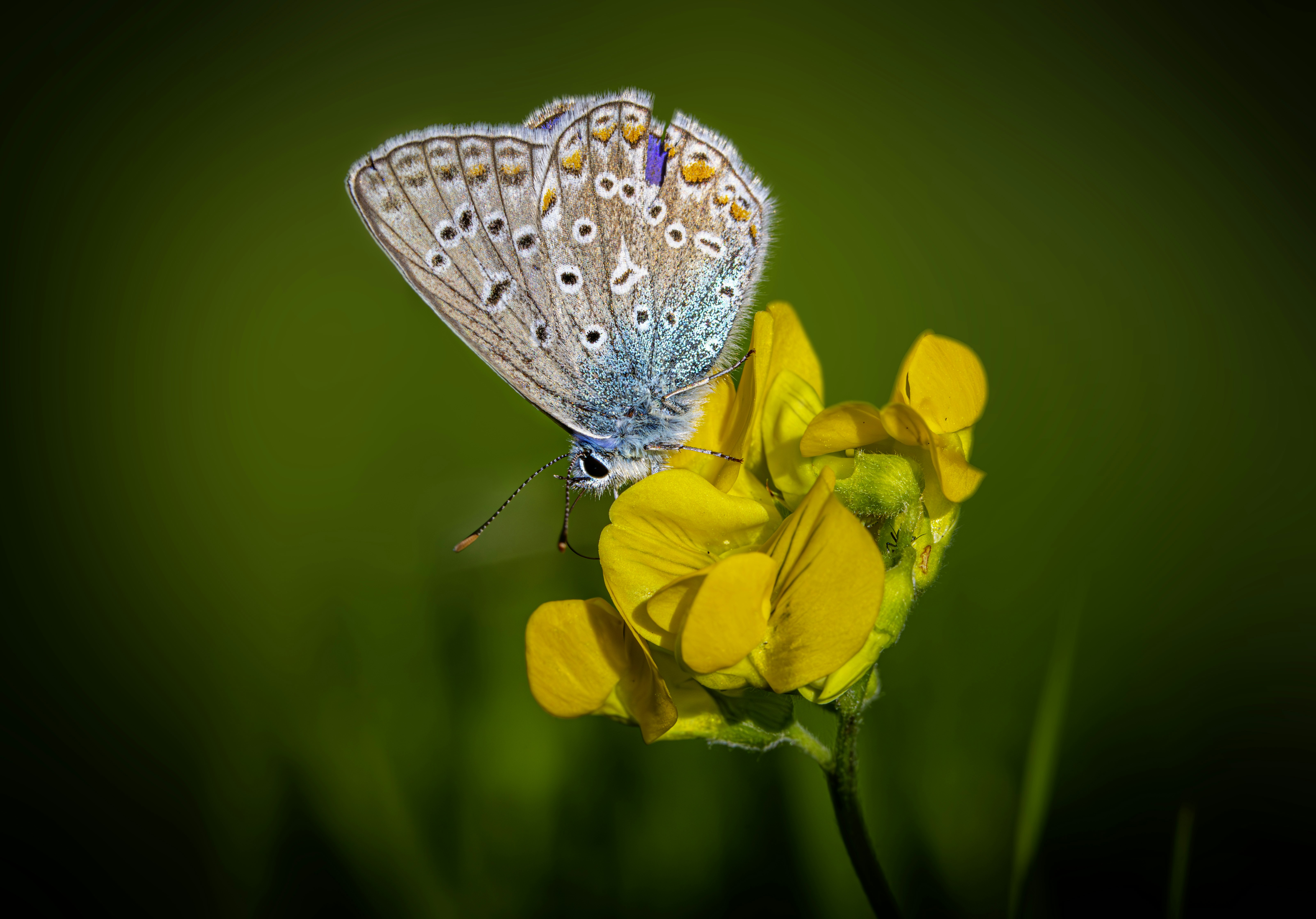 A blue butterfly sitting on top of a yellow flower photo – Free Animal ...