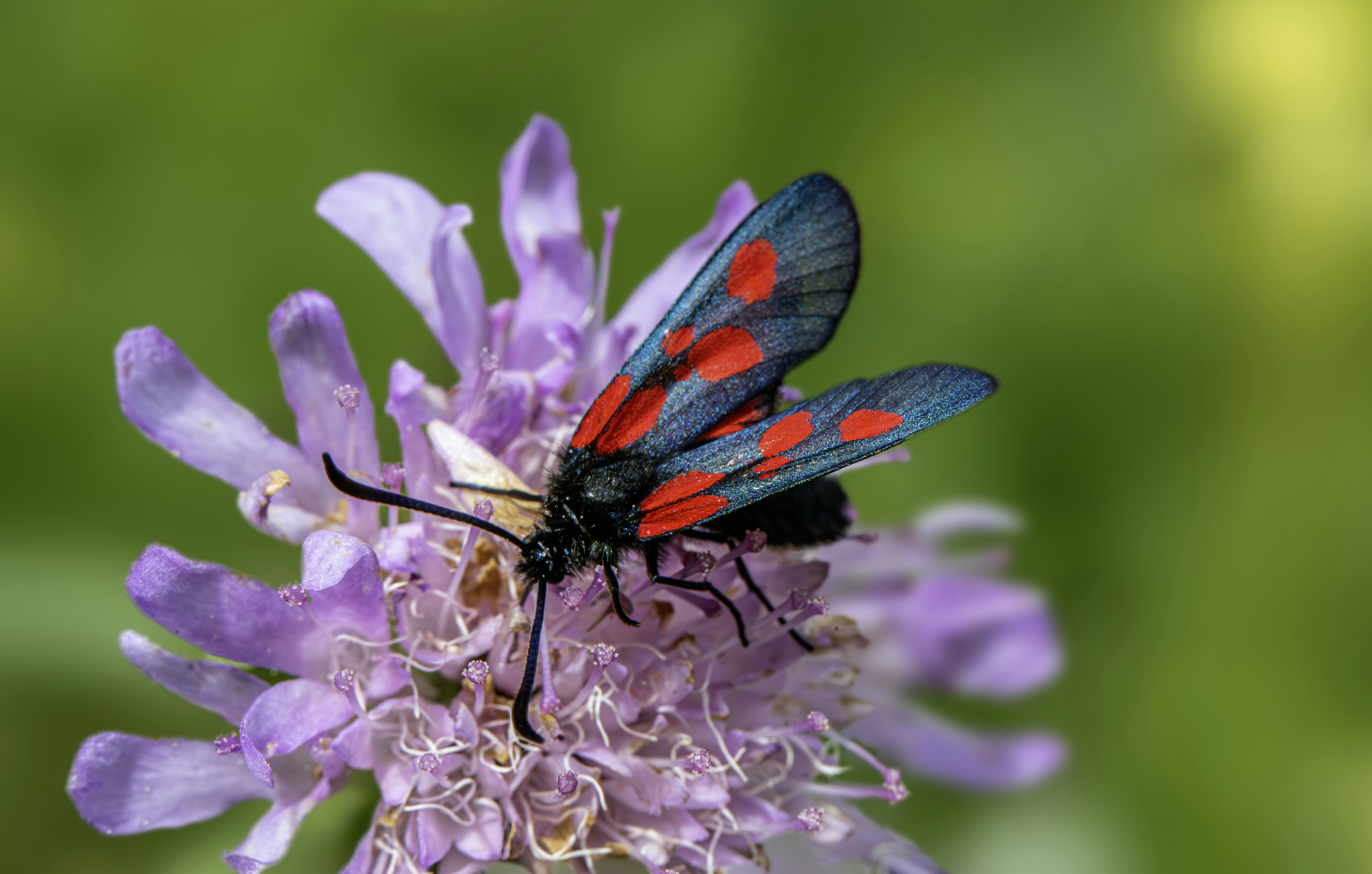 Photo by erik_karits