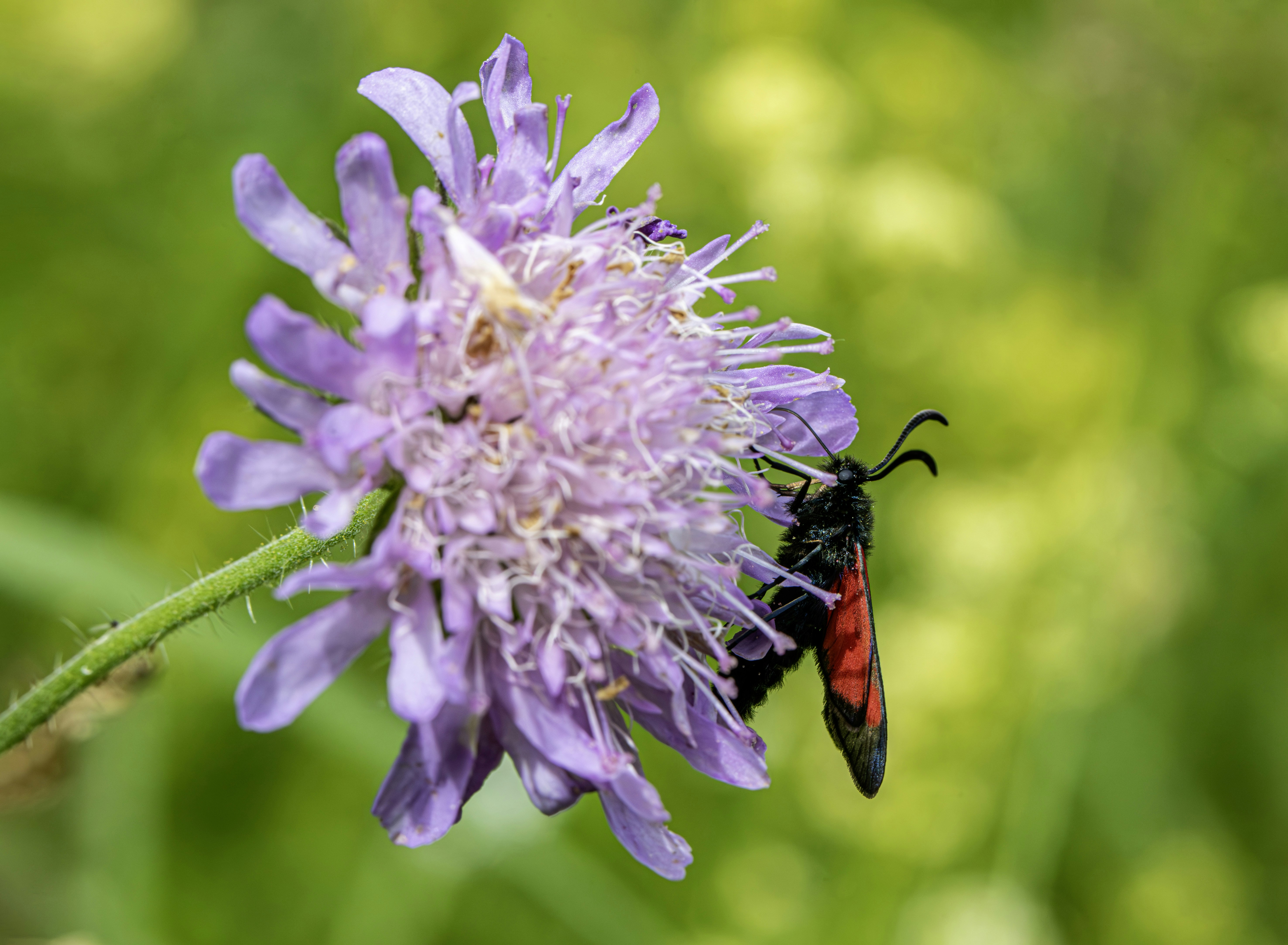 Photo by erik_karits