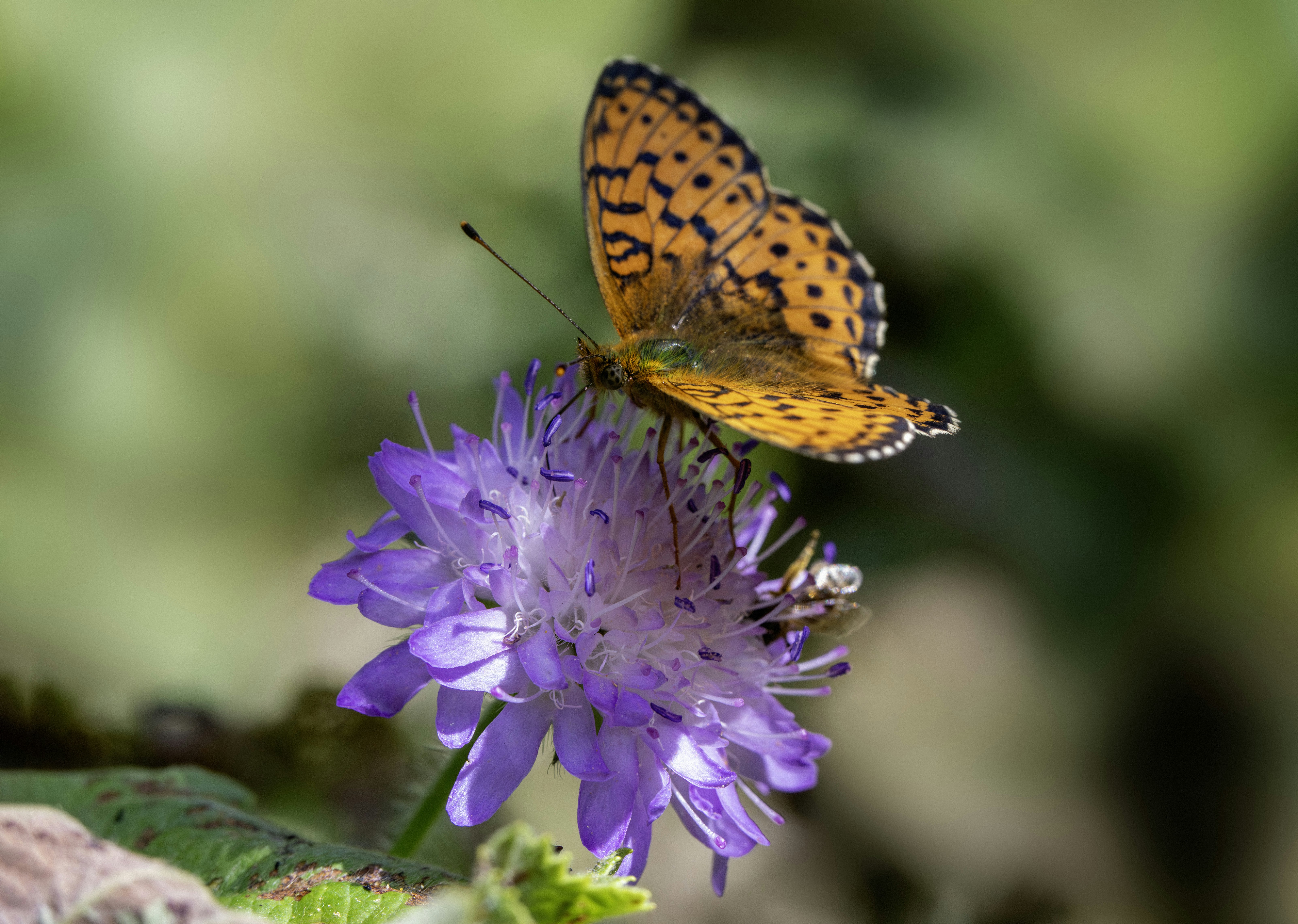 Photo by erik_karits