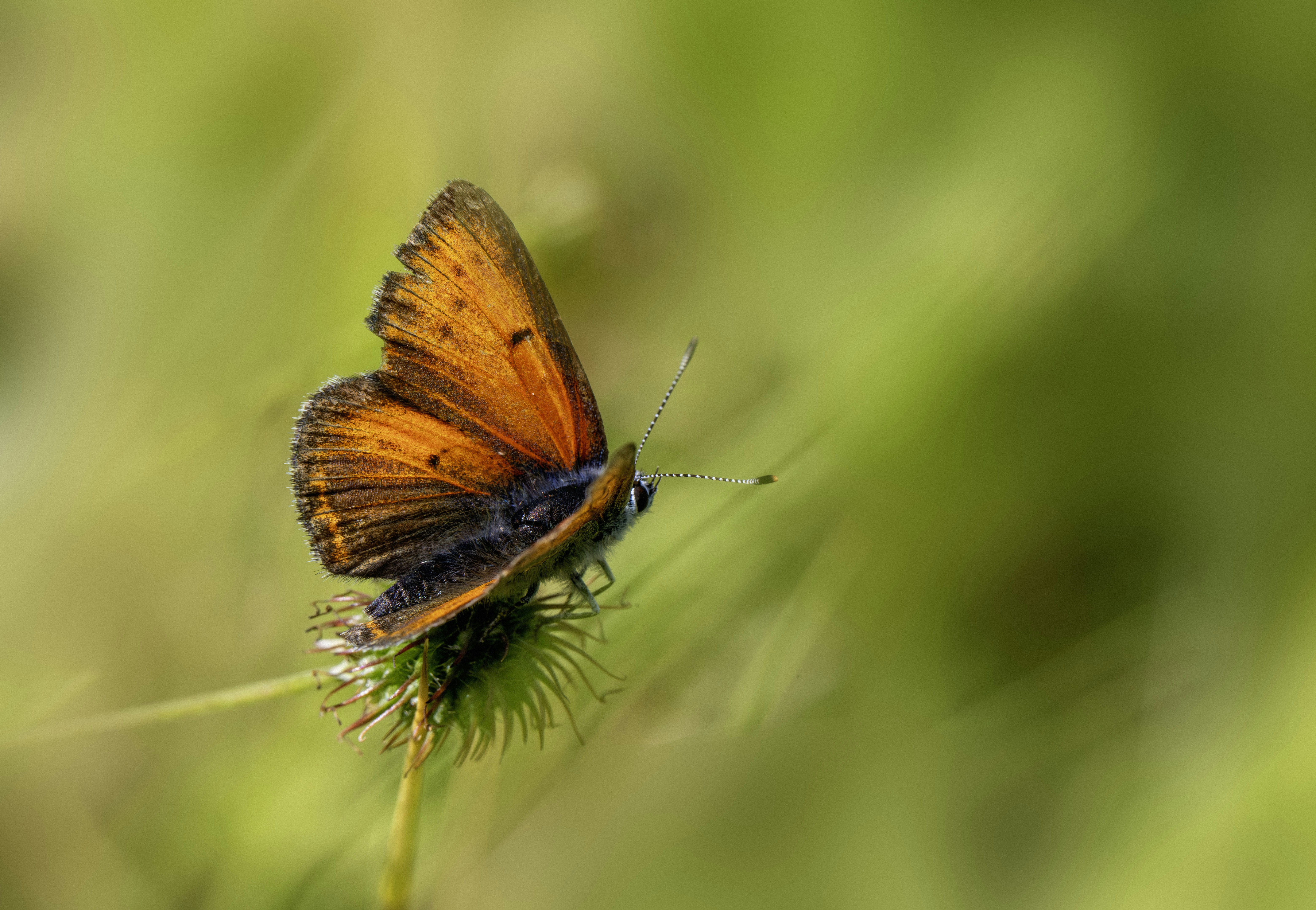 Photo by erik_karits