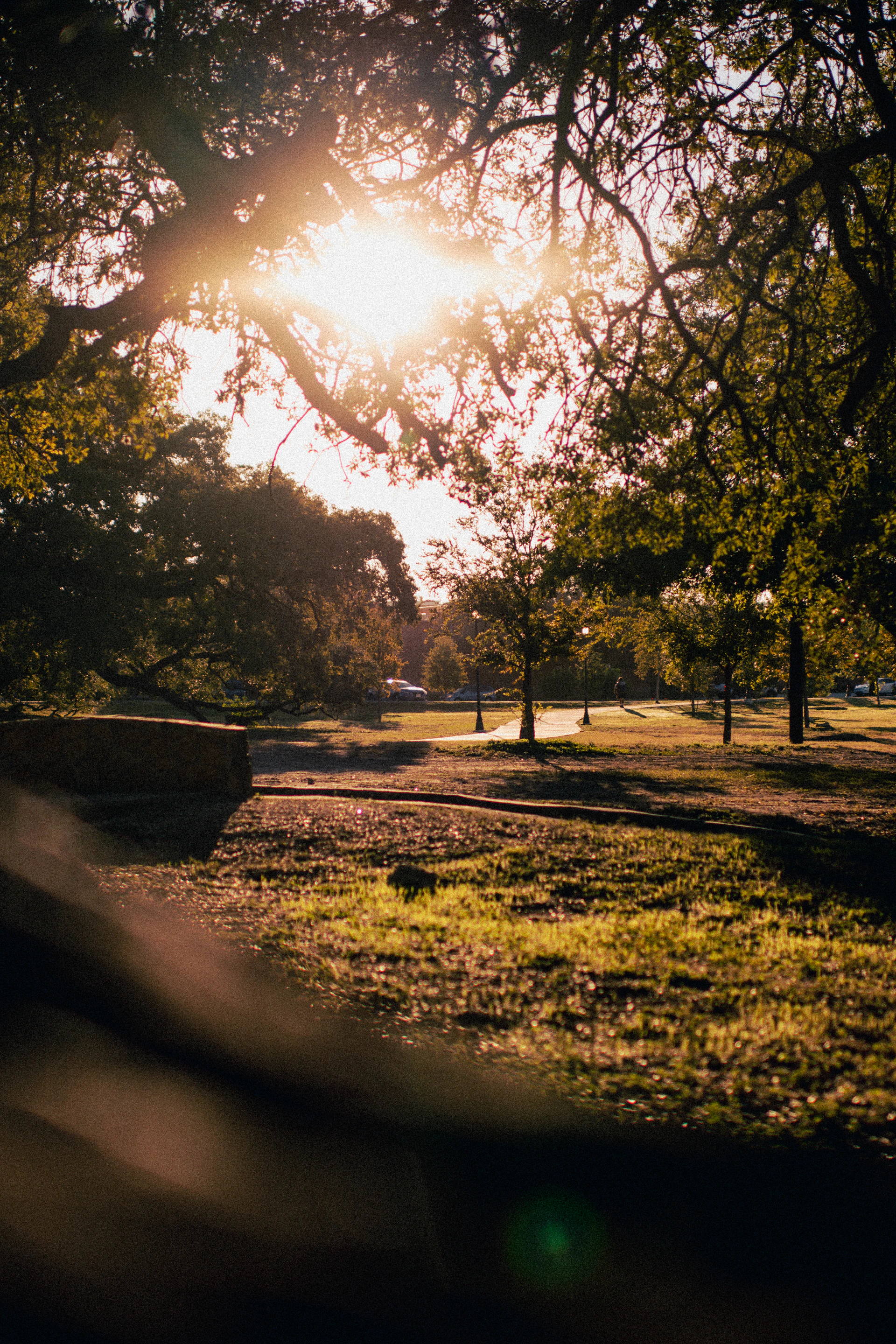 The sun is shining through the trees in the park