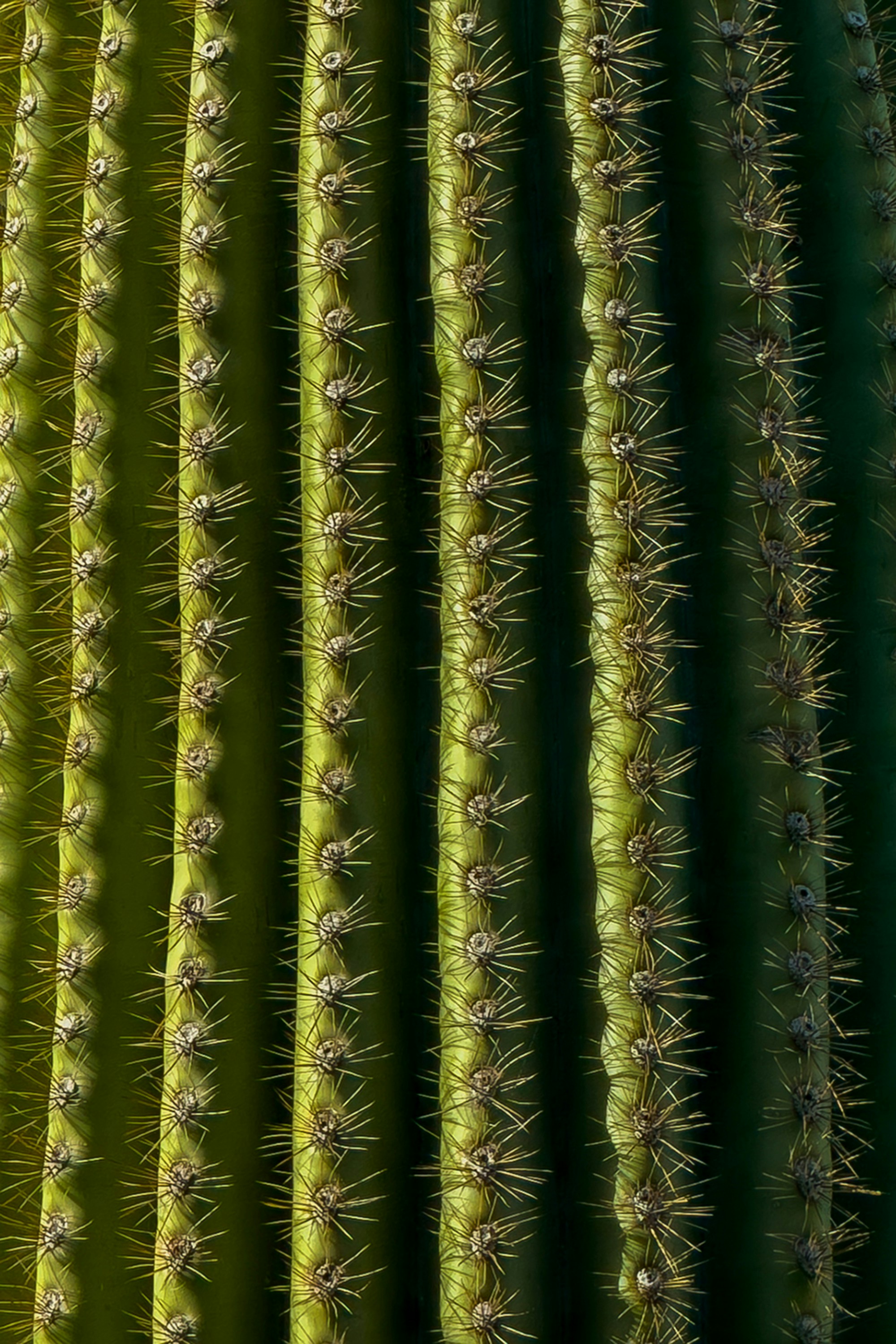 Un primer plano de una planta de cactus verde
