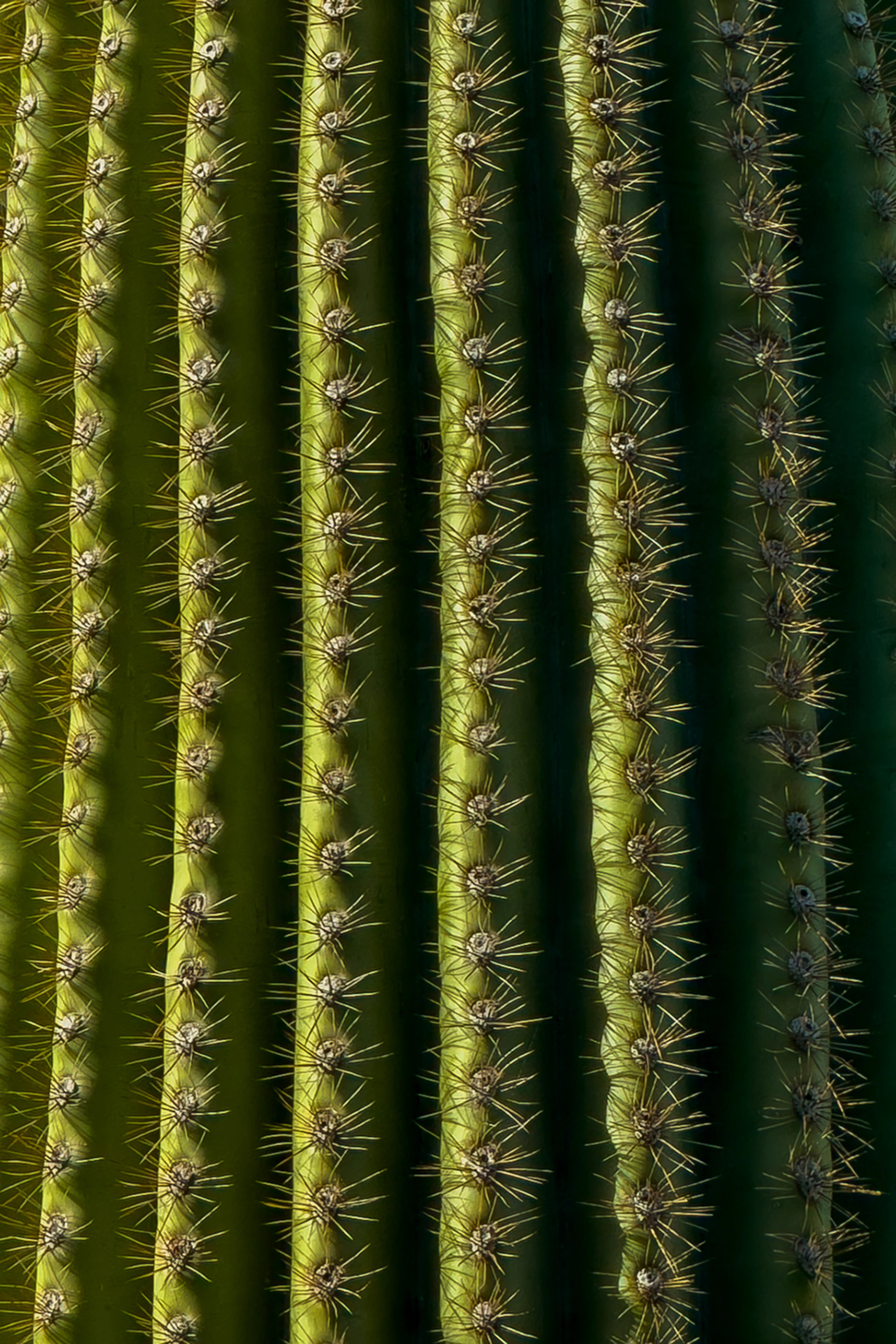 A close up of a green cactus plant