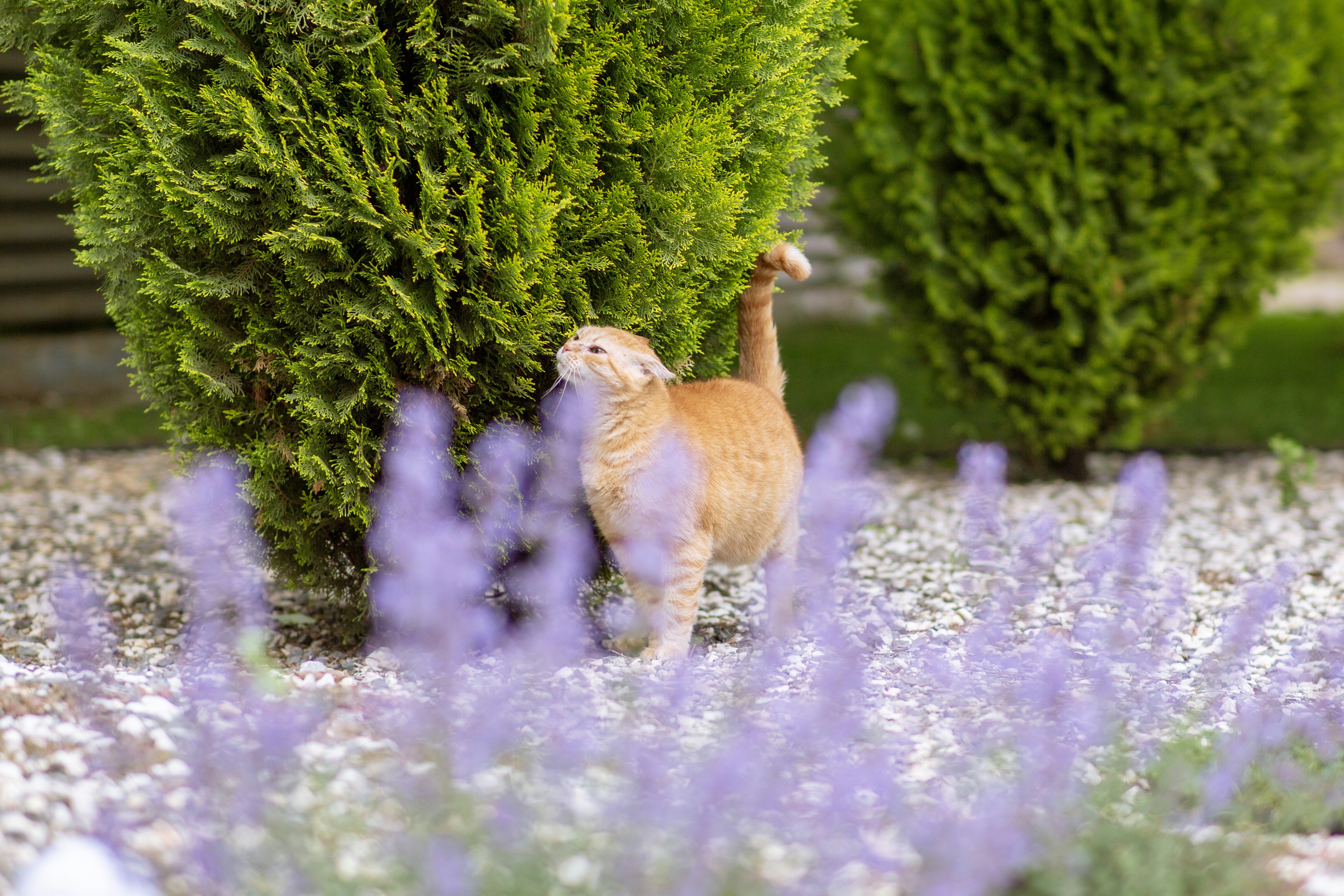 6. Lavender: A Calming Whiff (in Moderation) (image credits: unsplash)