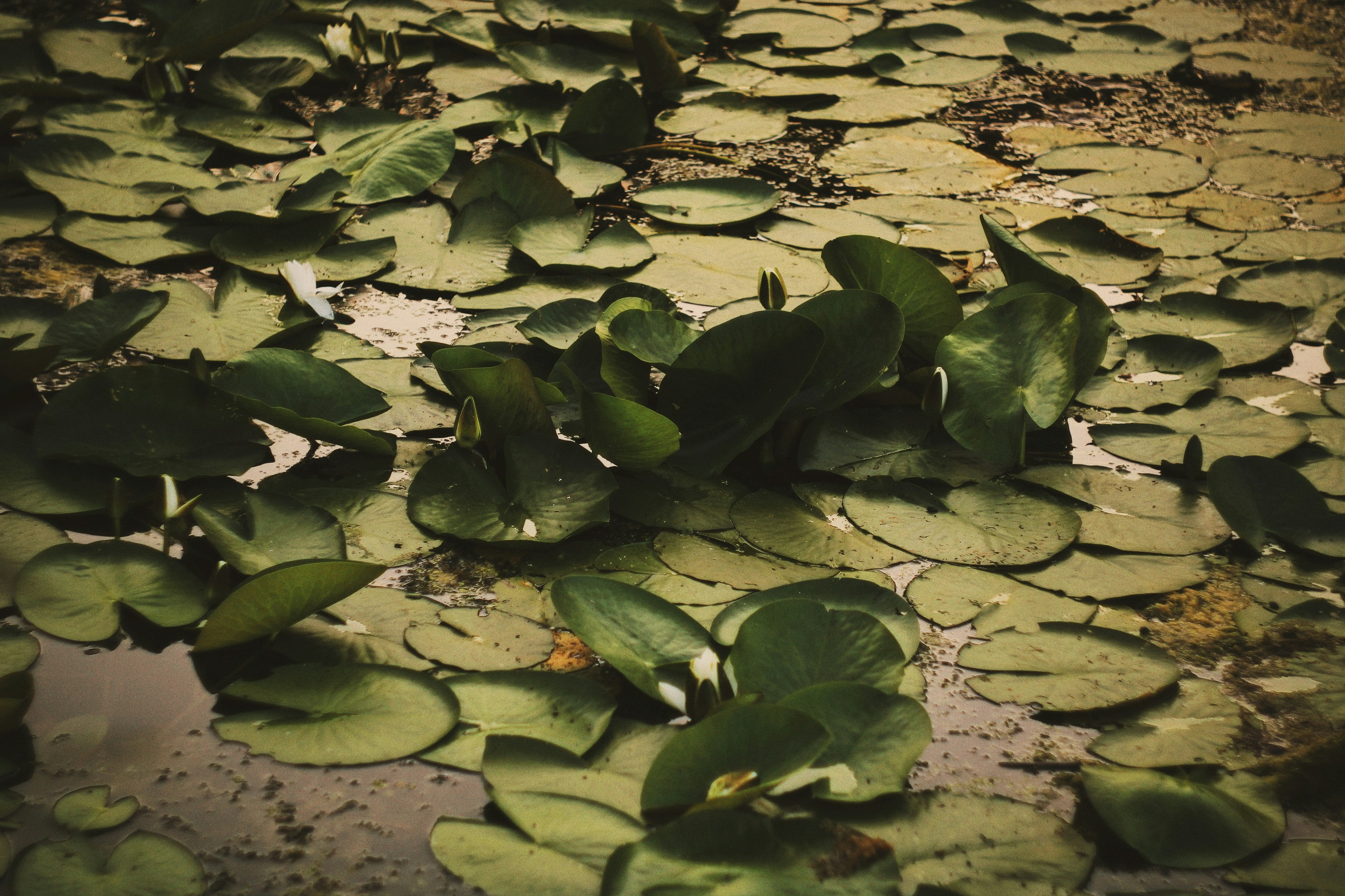 Photo by mineral_of_demon