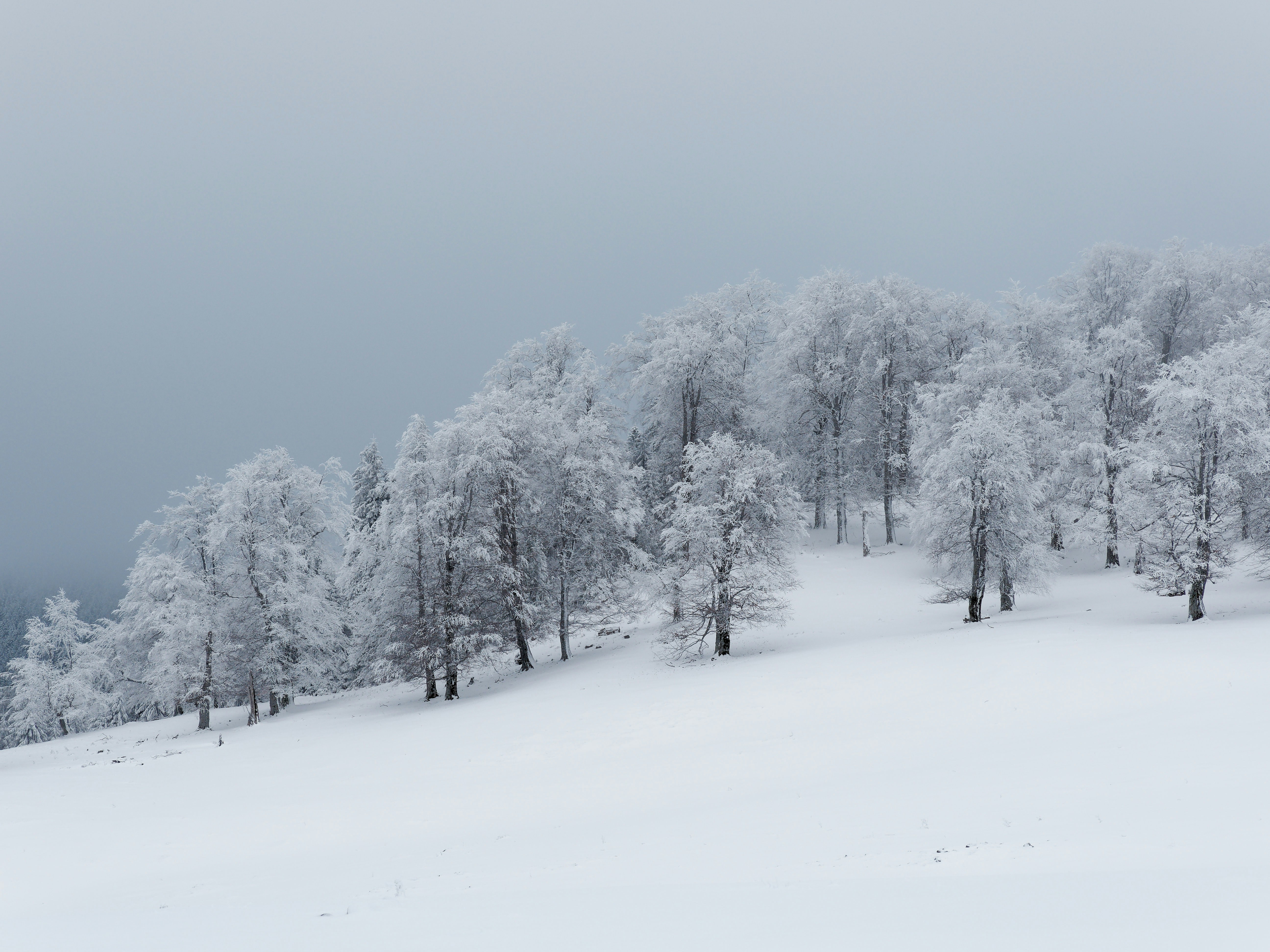 Photo by illes_cristi