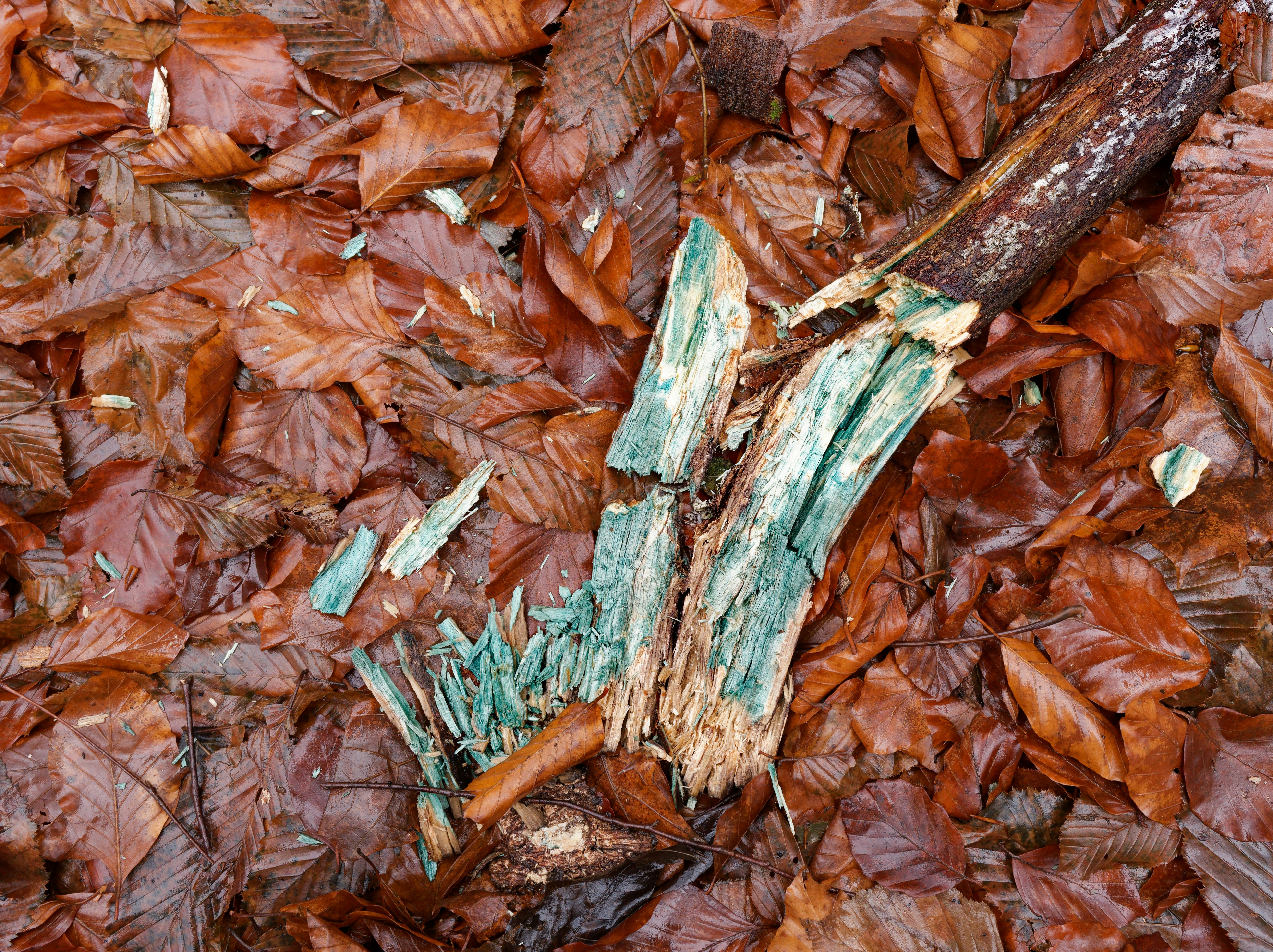 Photo by illes_cristi