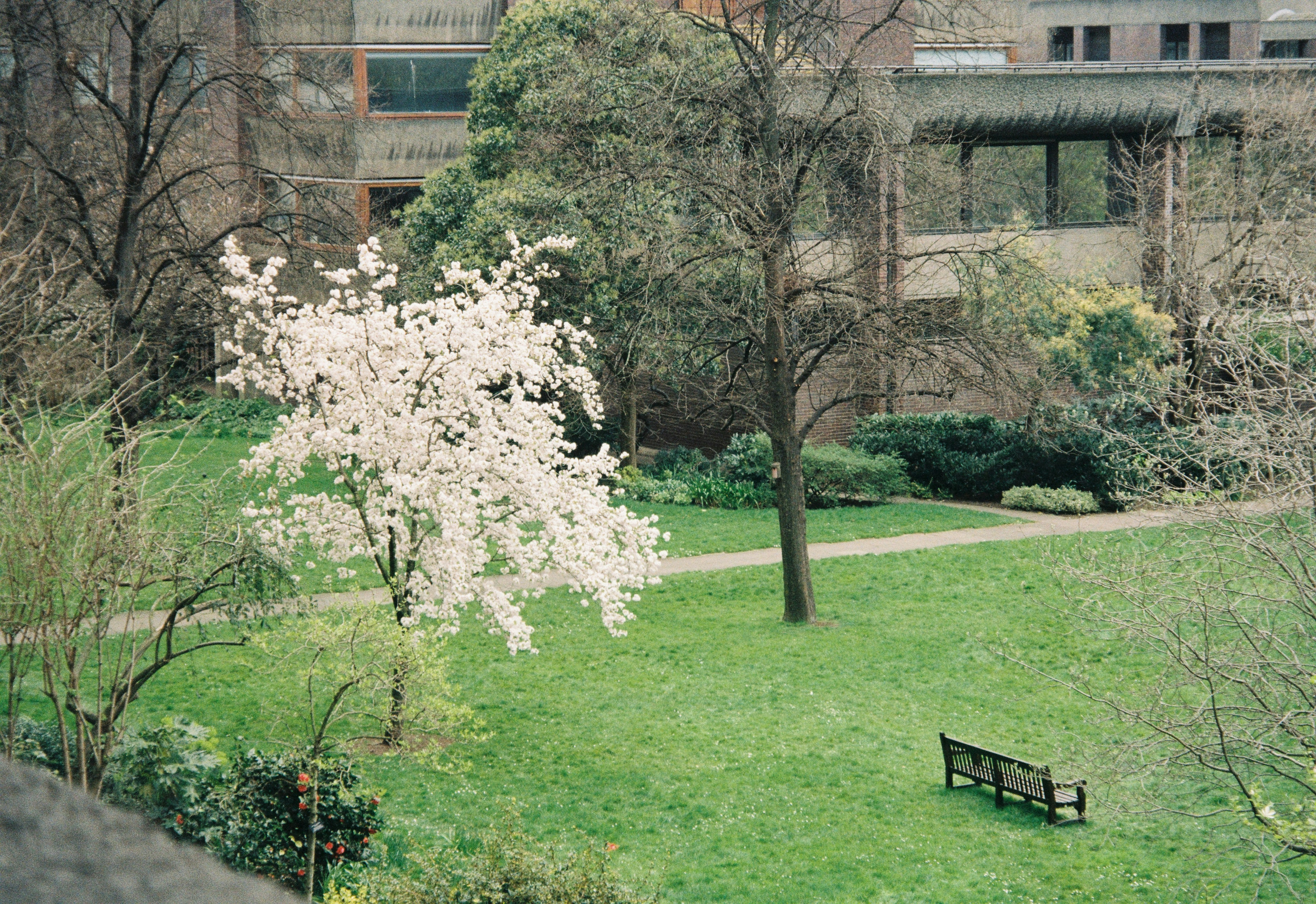 Ein Baum in einem Park mit einem Gebäude im Hintergrund