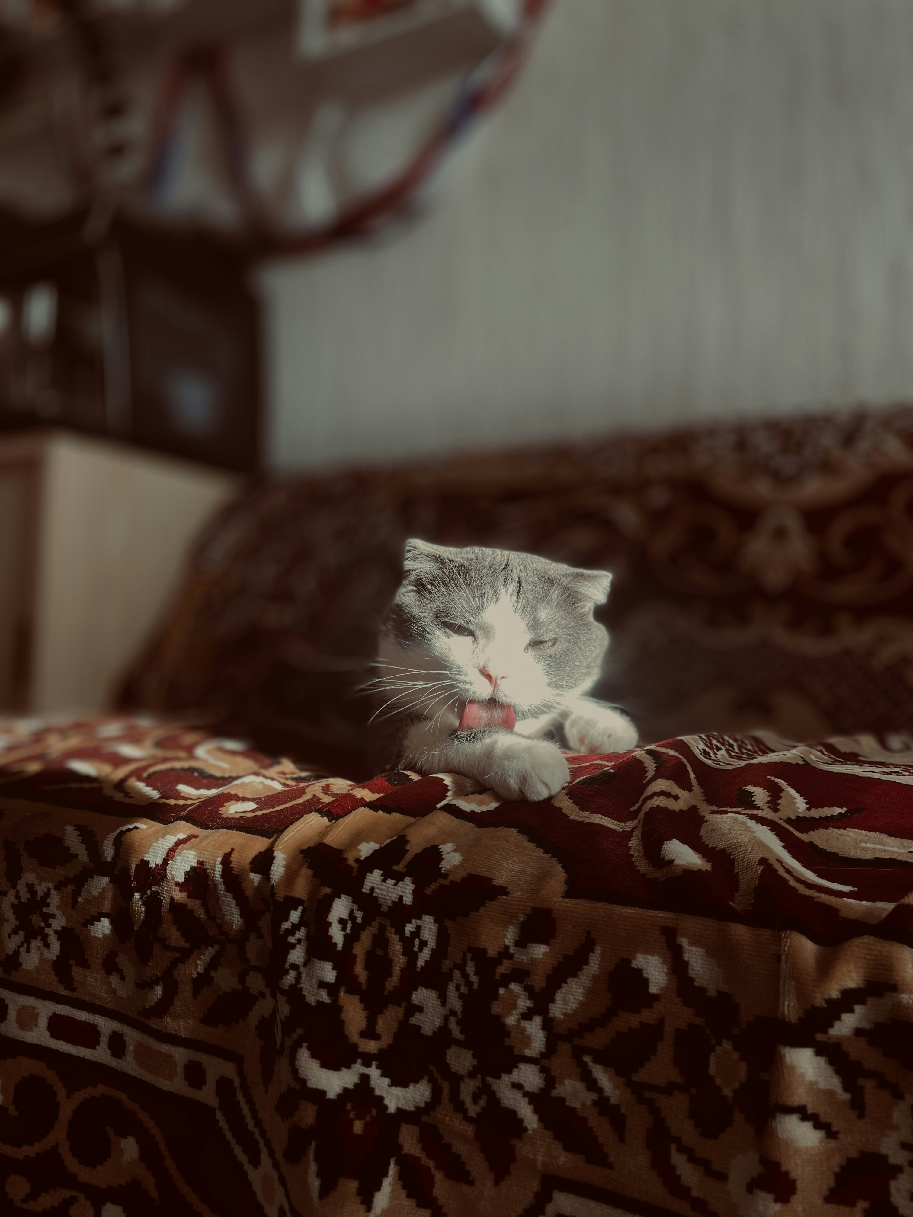 A gray and white cat laying on top of a bed