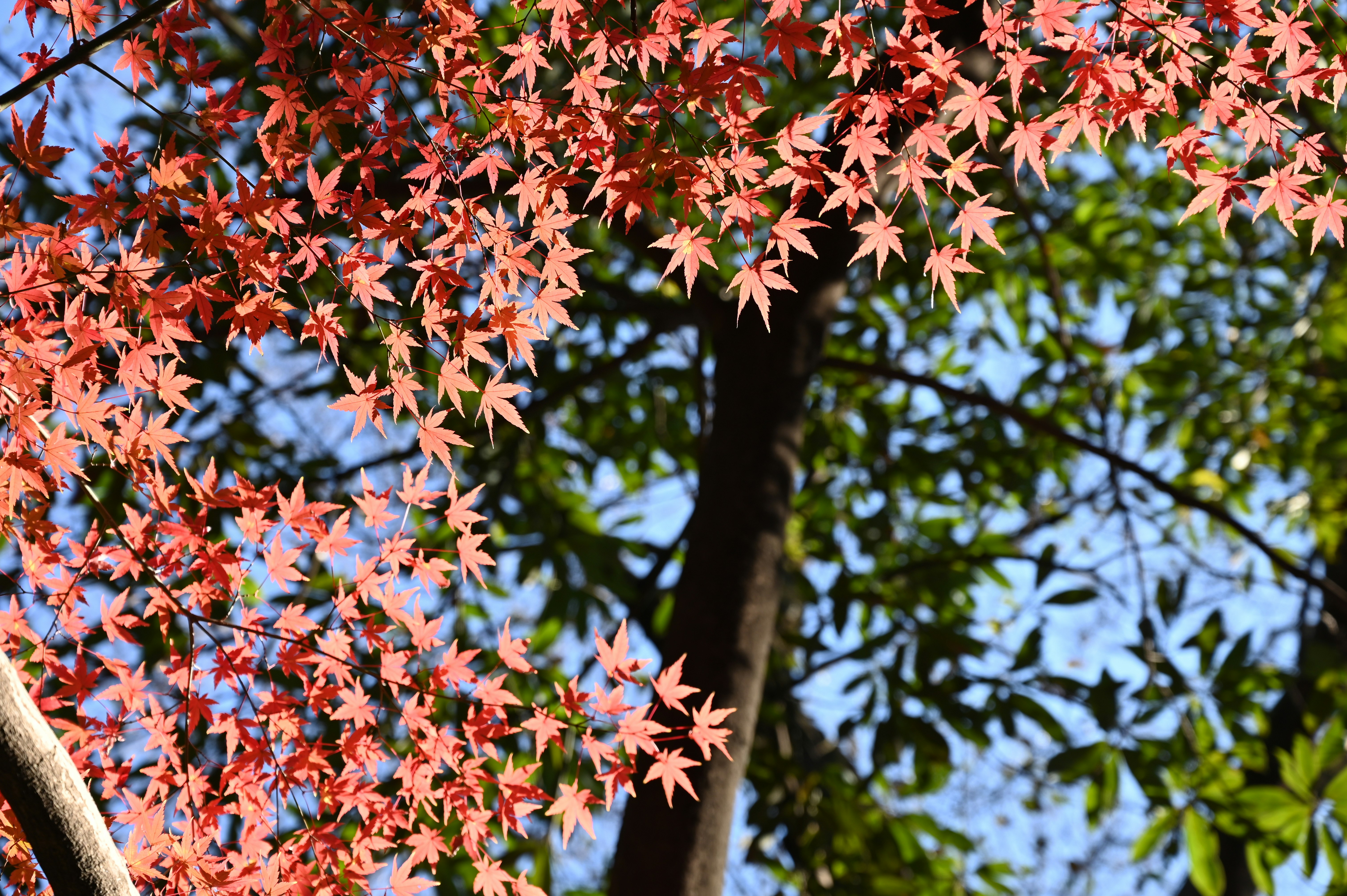 Photo by harryrryrry