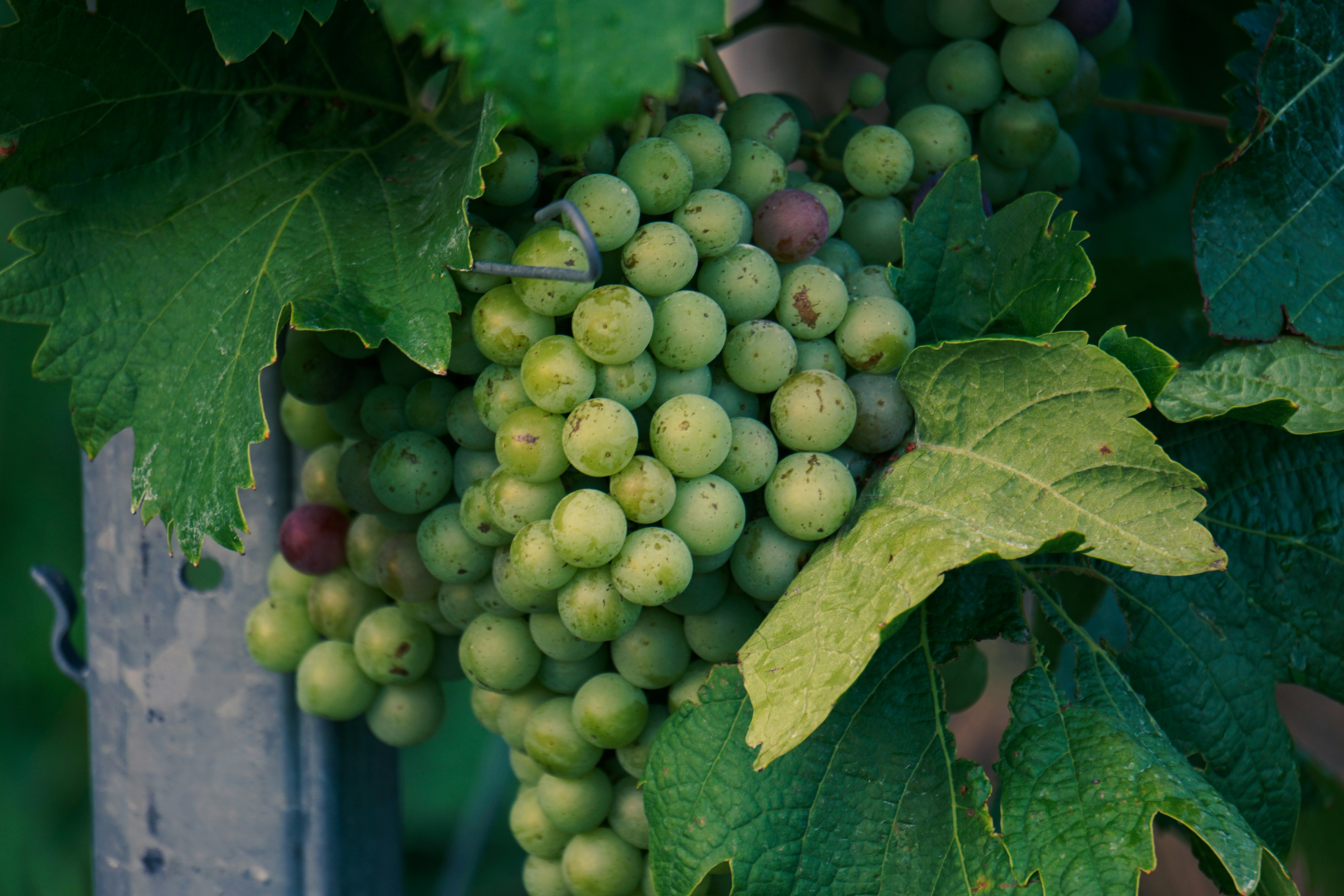 Photo by maheshkumar_painam