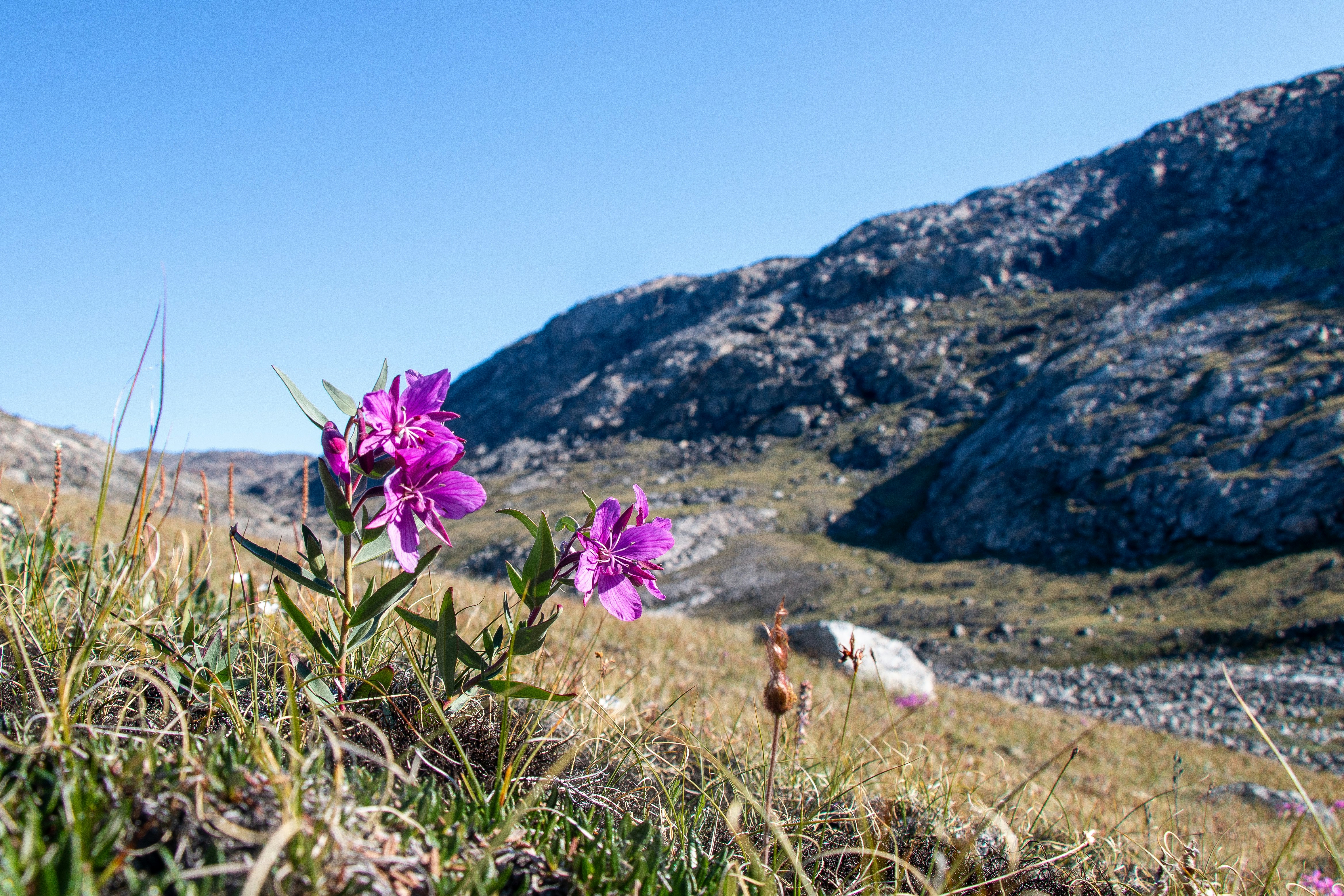 Uummannaq, Greenland - Flower in Westgreenland.