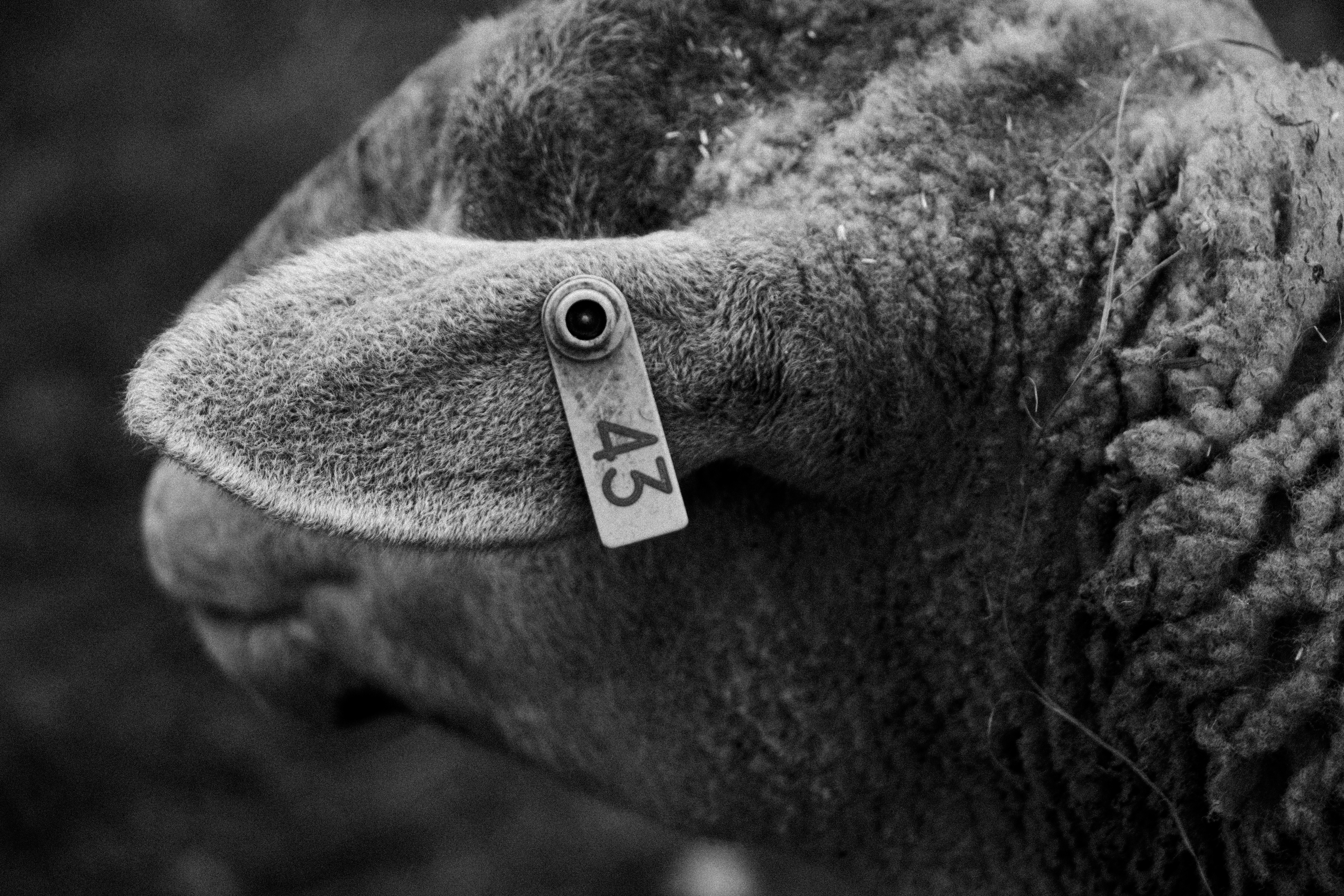 A close up of a sheep with a tag on it's ear