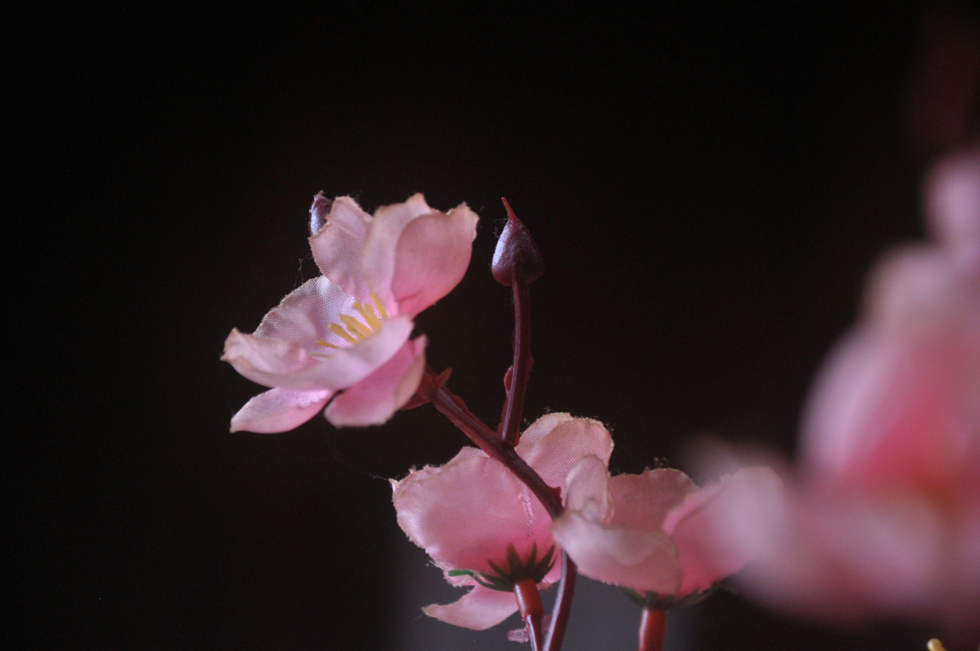 A close up of pink flowers in a vase