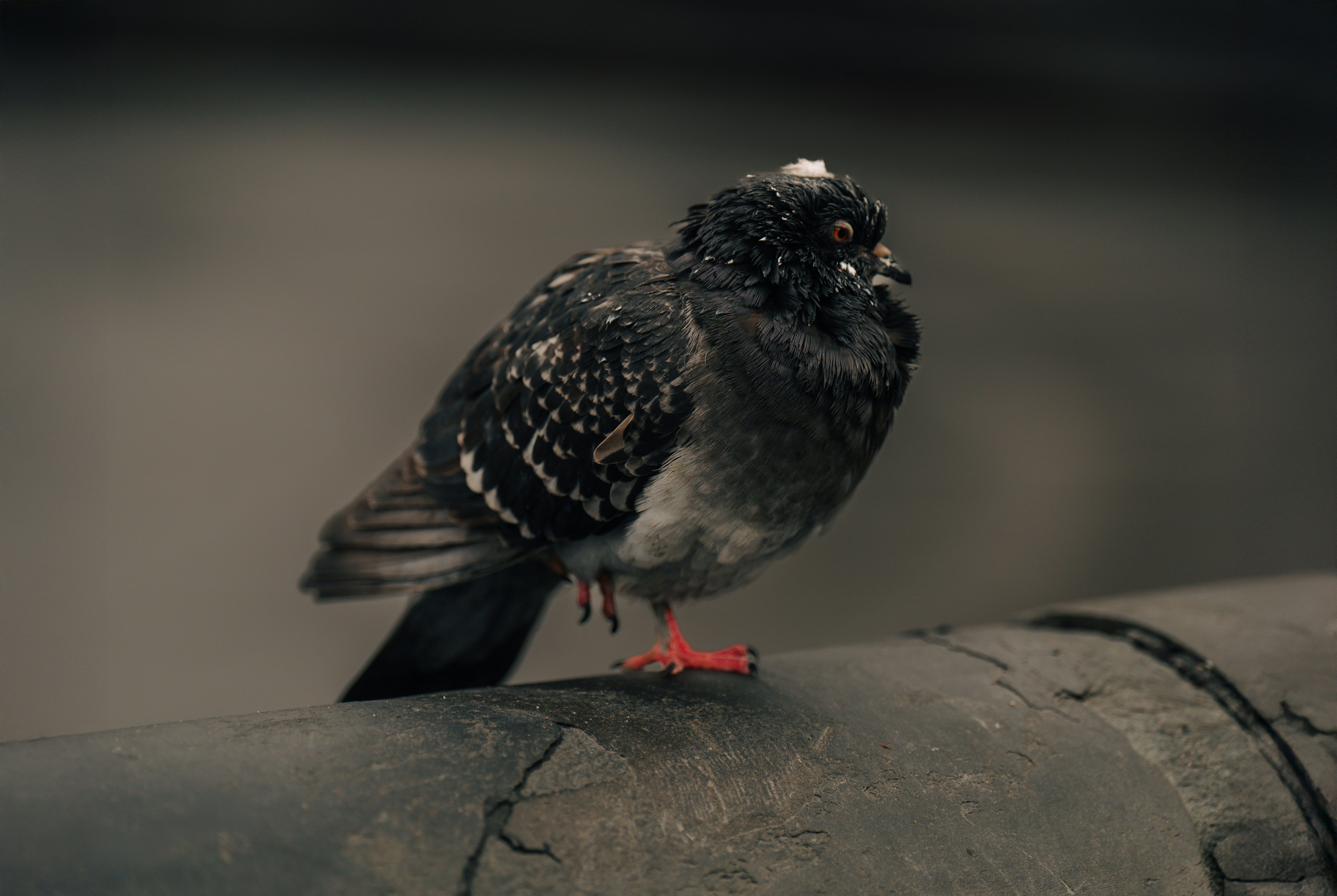 Photo by iprefermike