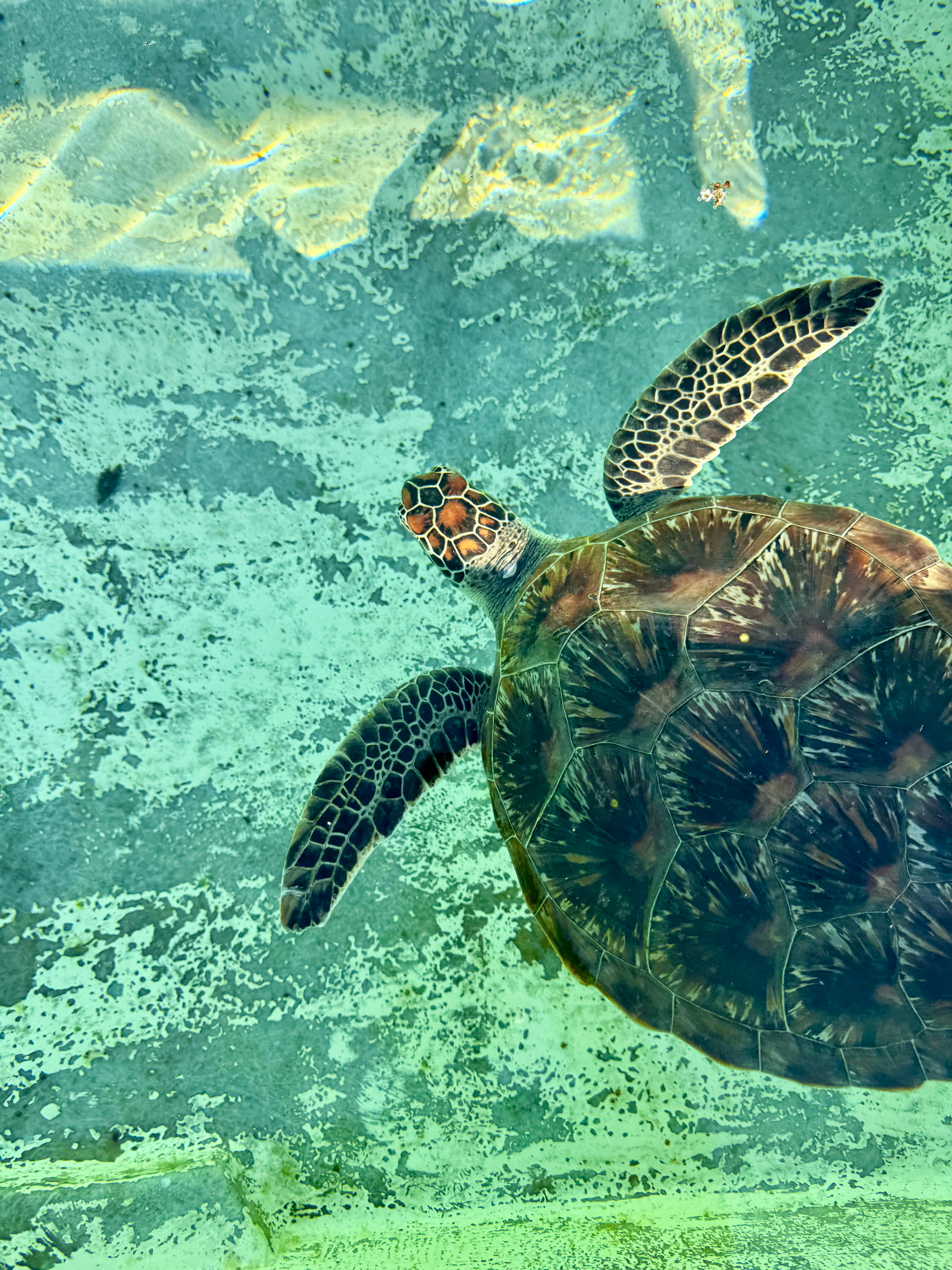 Majestic green sea turtle swimming through clear turquoise water, sunbeams piercing the ocean surface