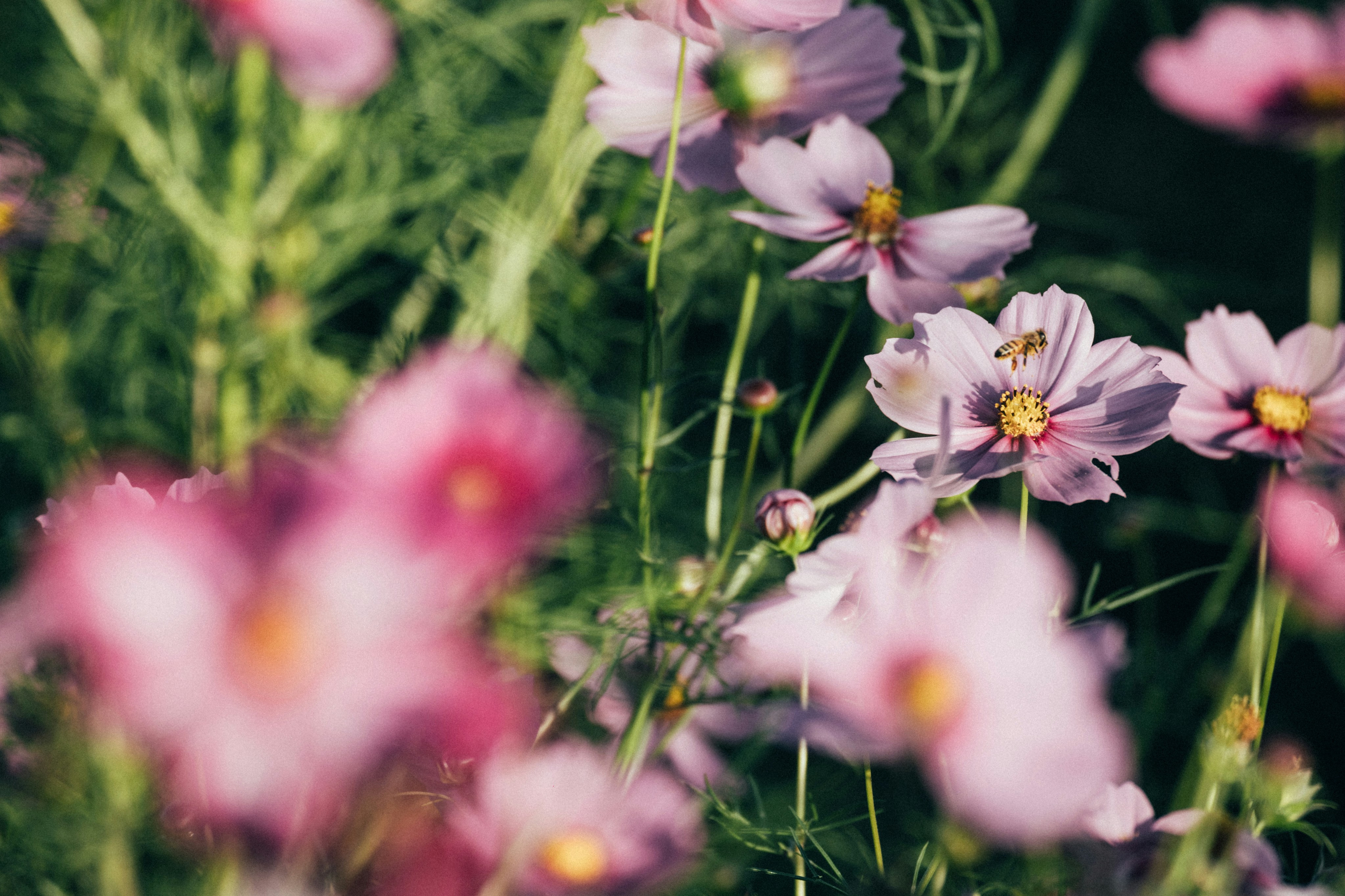 Photo by tsuyoshikozu