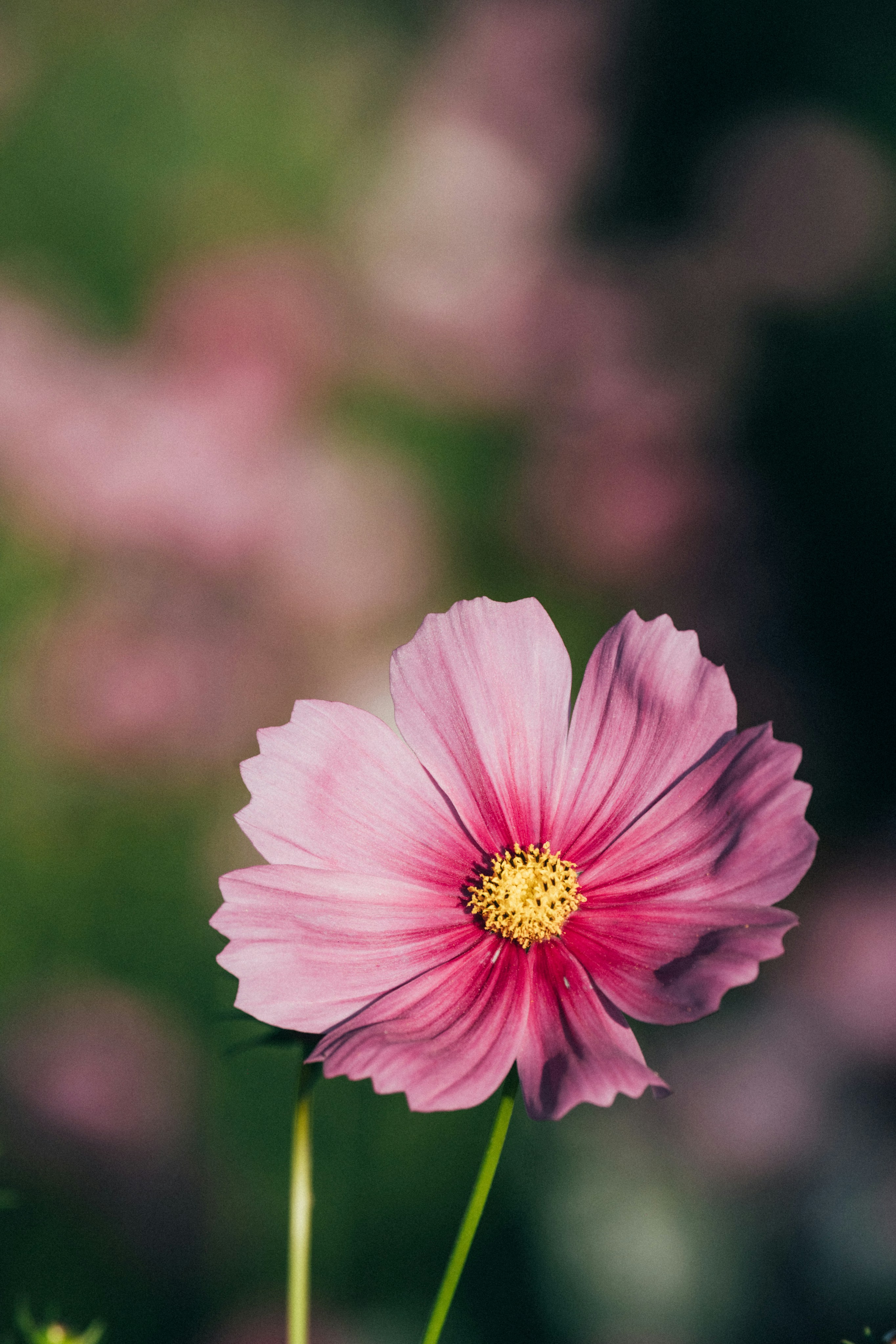 Photo by tsuyoshikozu