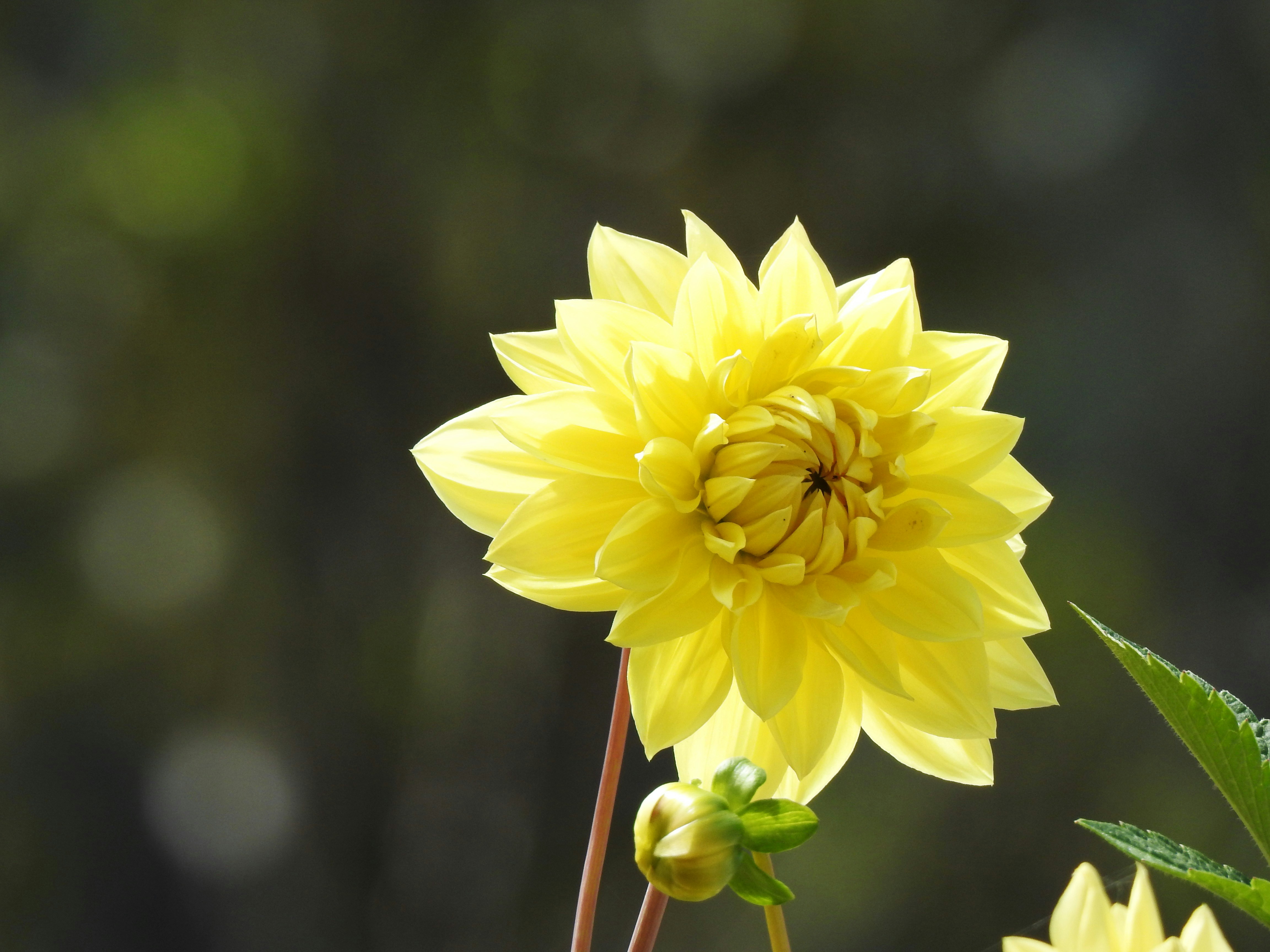 Photo by aditipanatu95