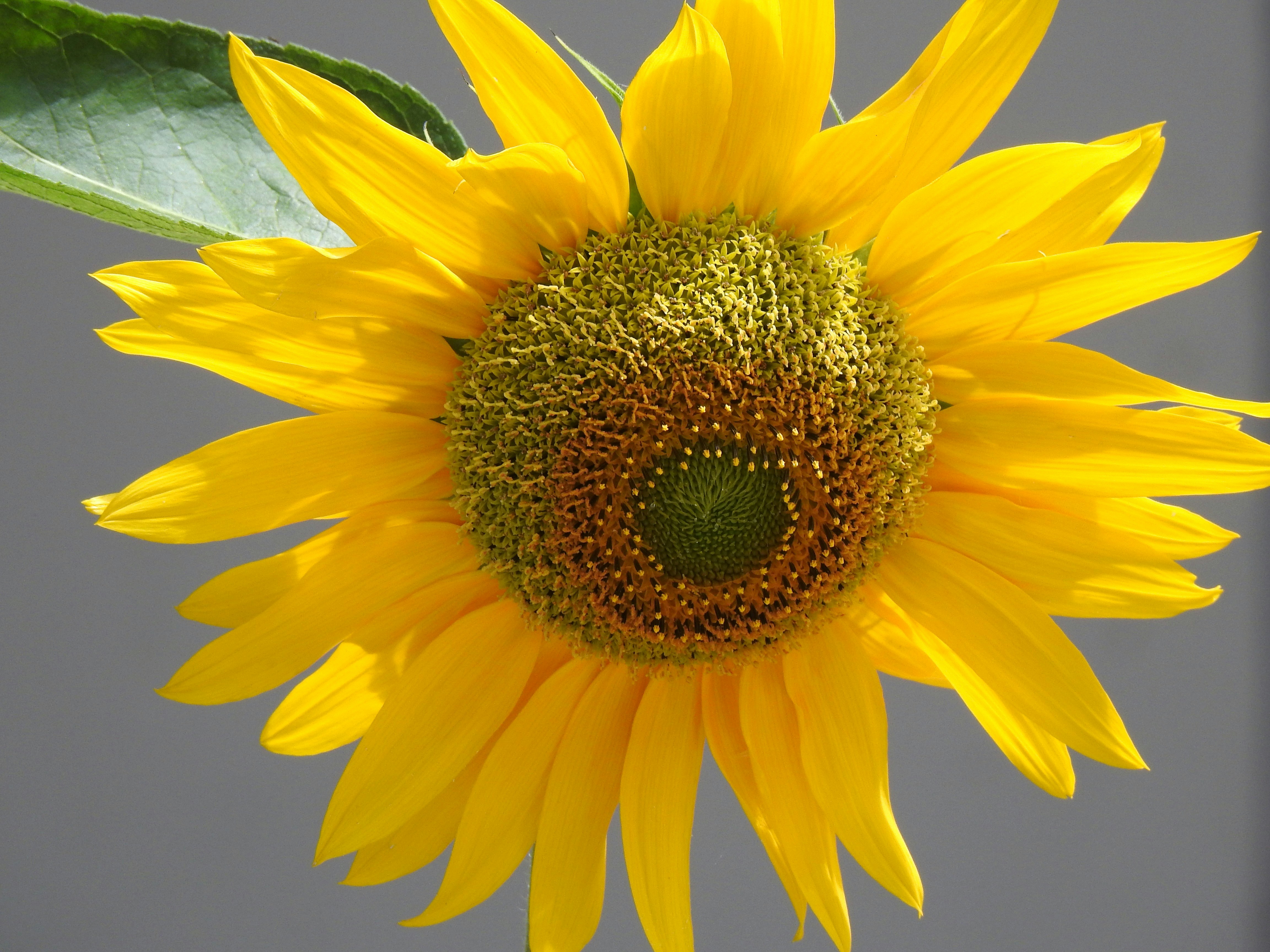 Photo by aditipanatu95