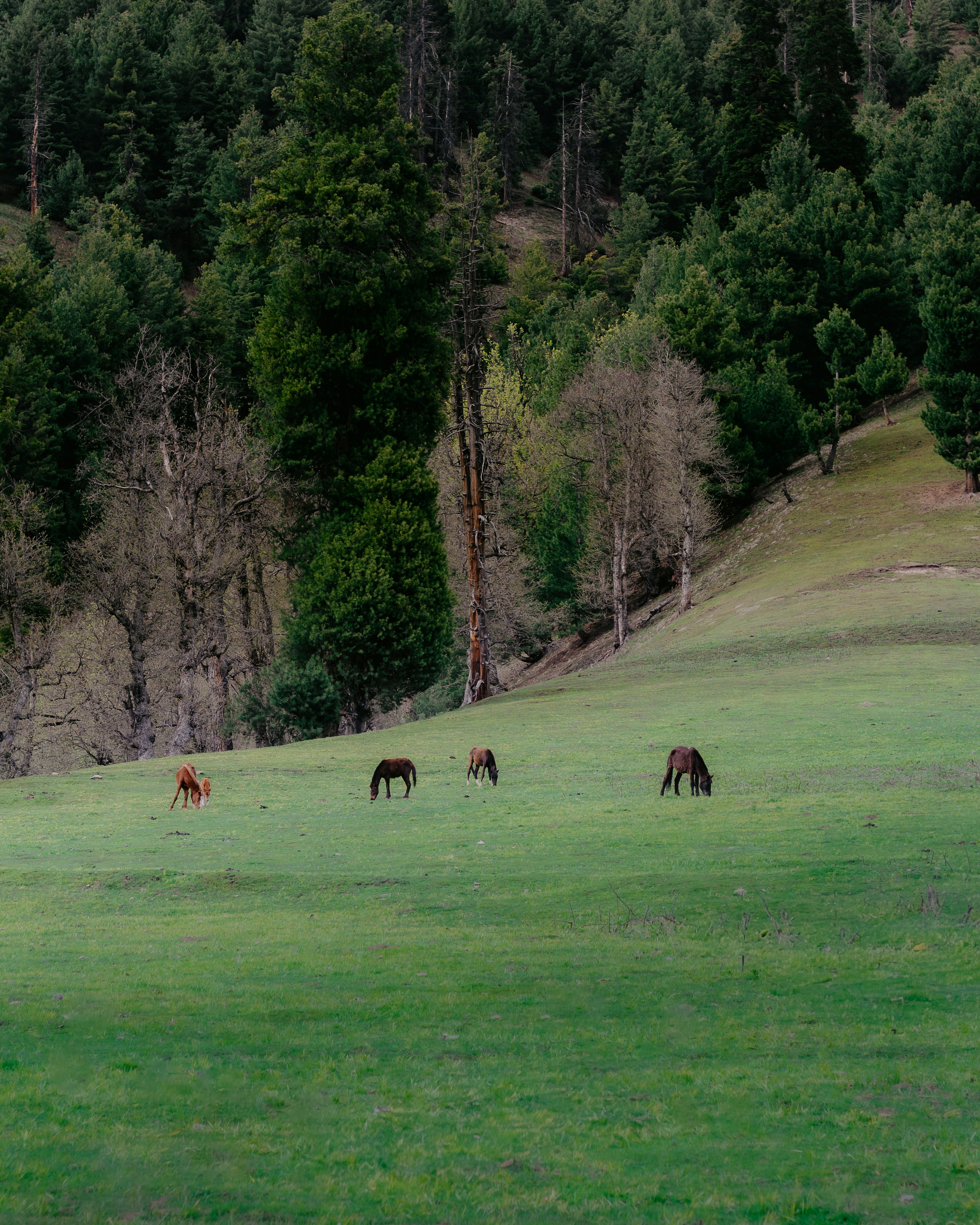 Photo by milindbedwa