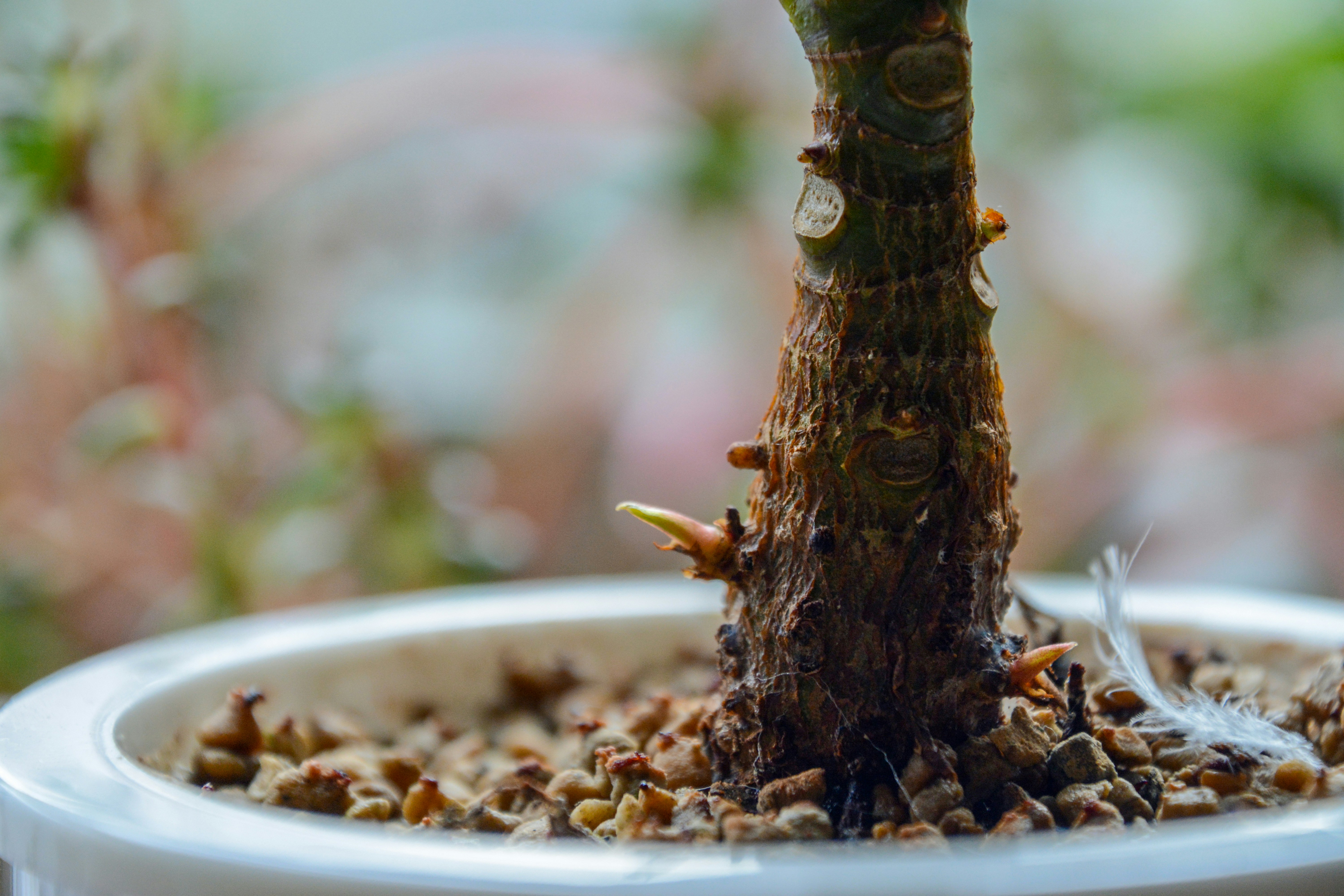 Nahaufnahme eines kleinen Baumes in einem Topf