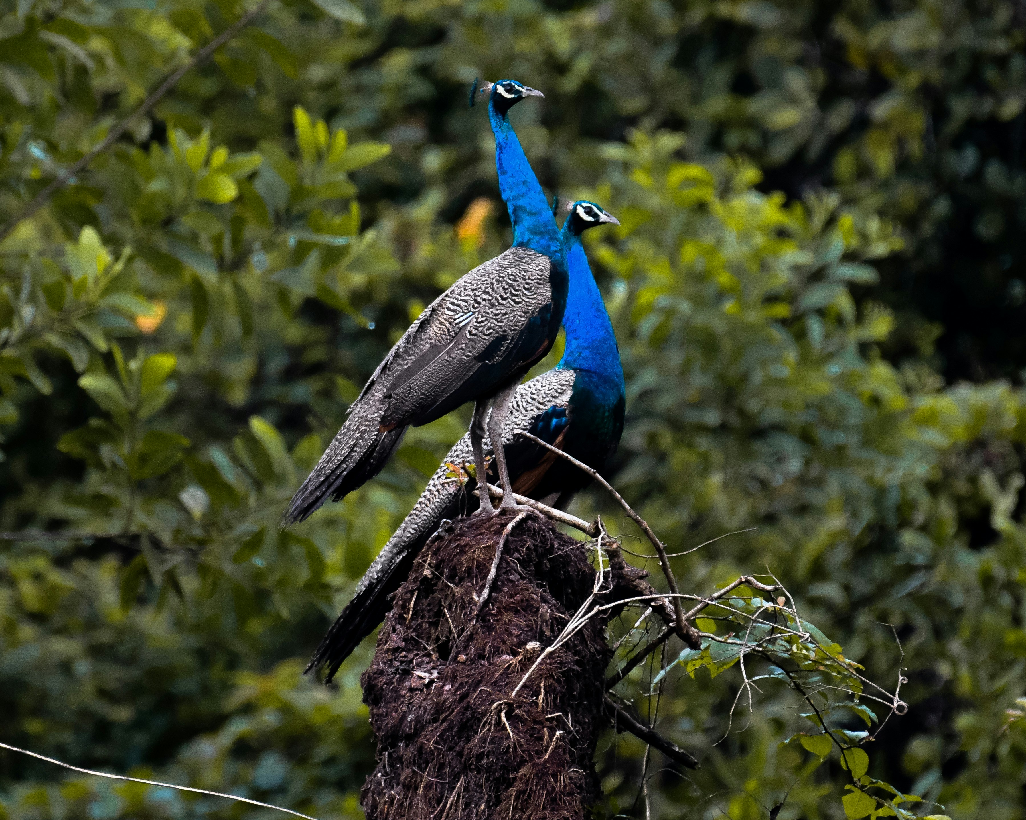 Photo by shijinkamalon