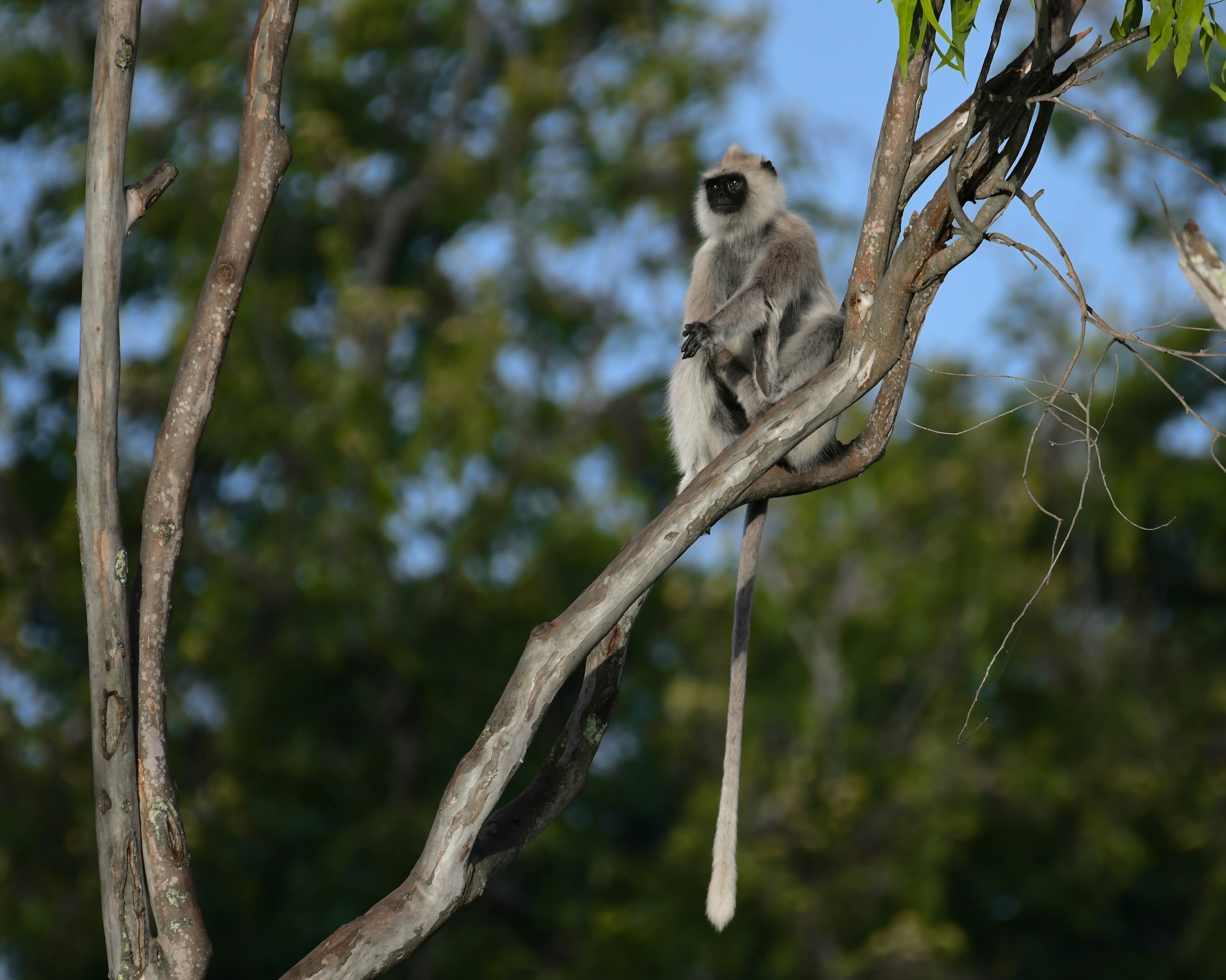 Bandipur – Cultural & Historical Context