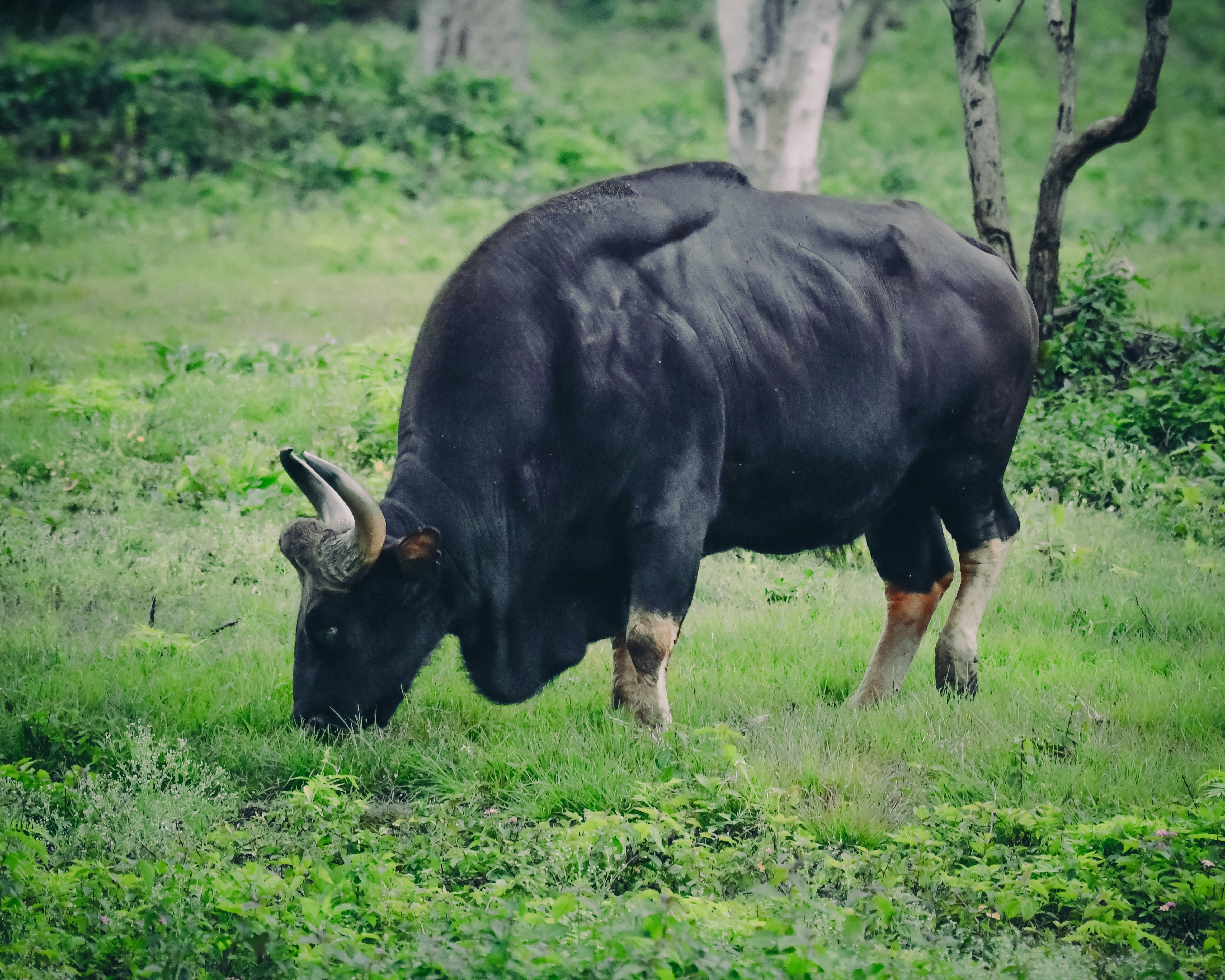 Photo by shijinkamalon