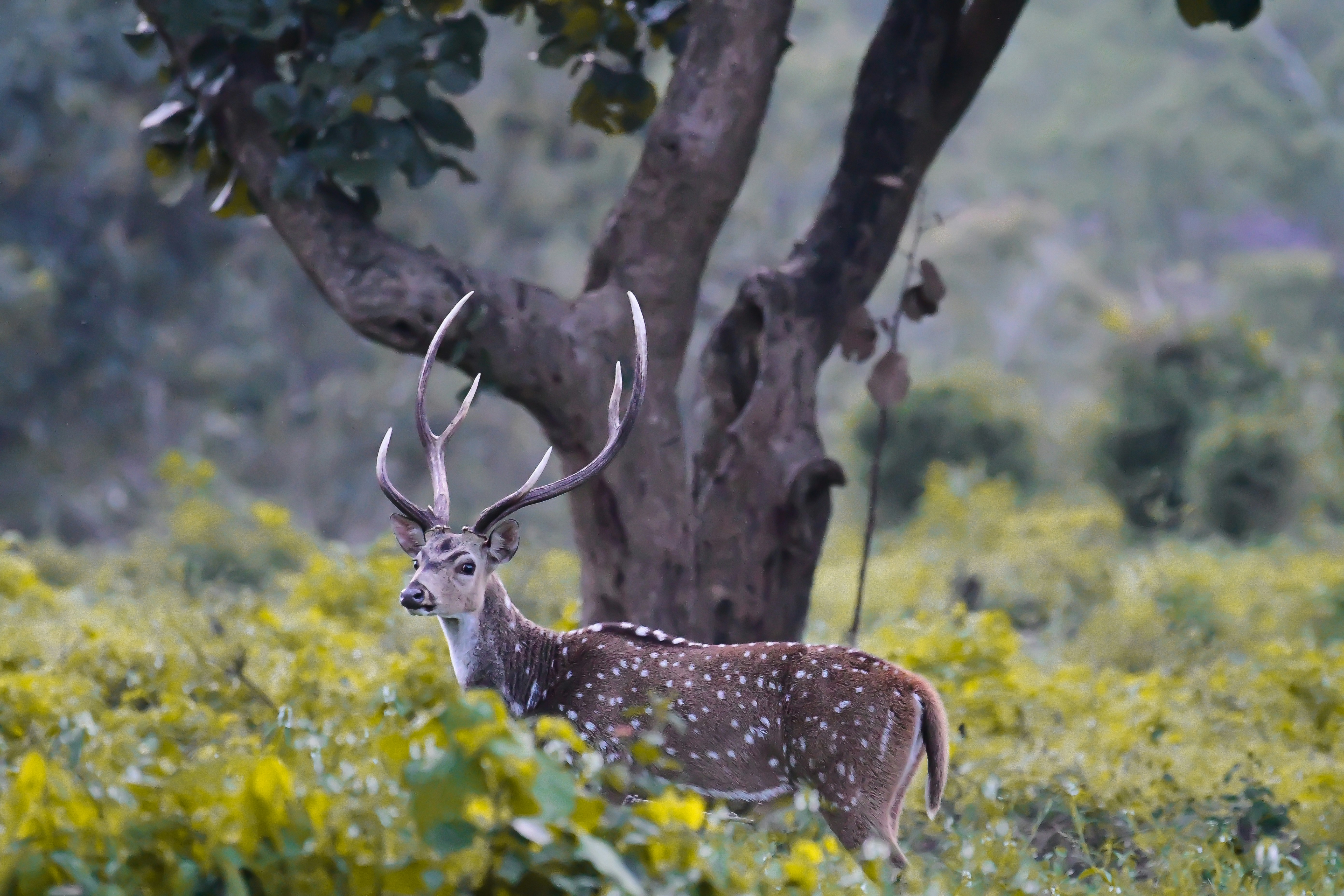 Photo by shijinkamalon