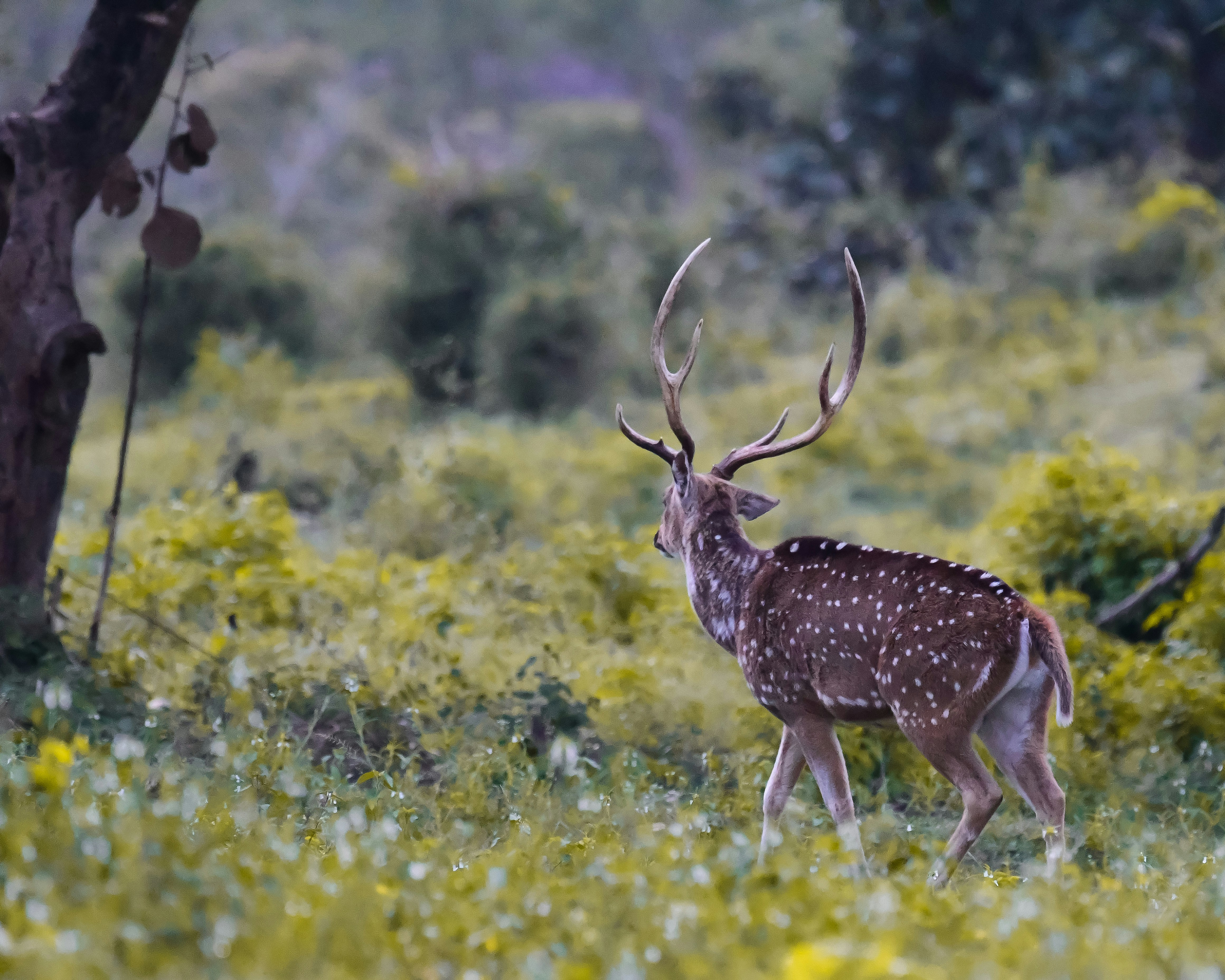 Bandipur – Final Summary