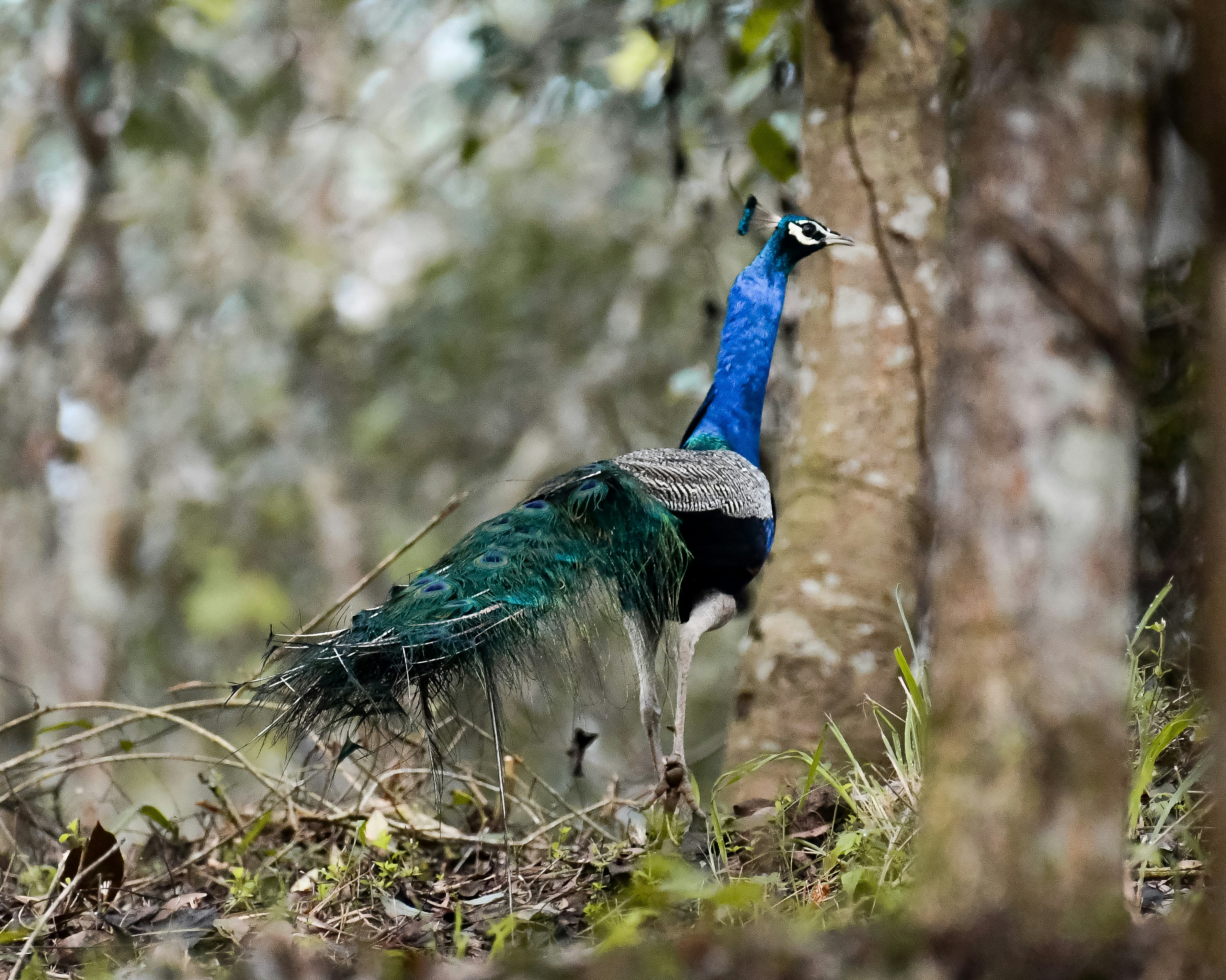 Photo by shijinkamalon