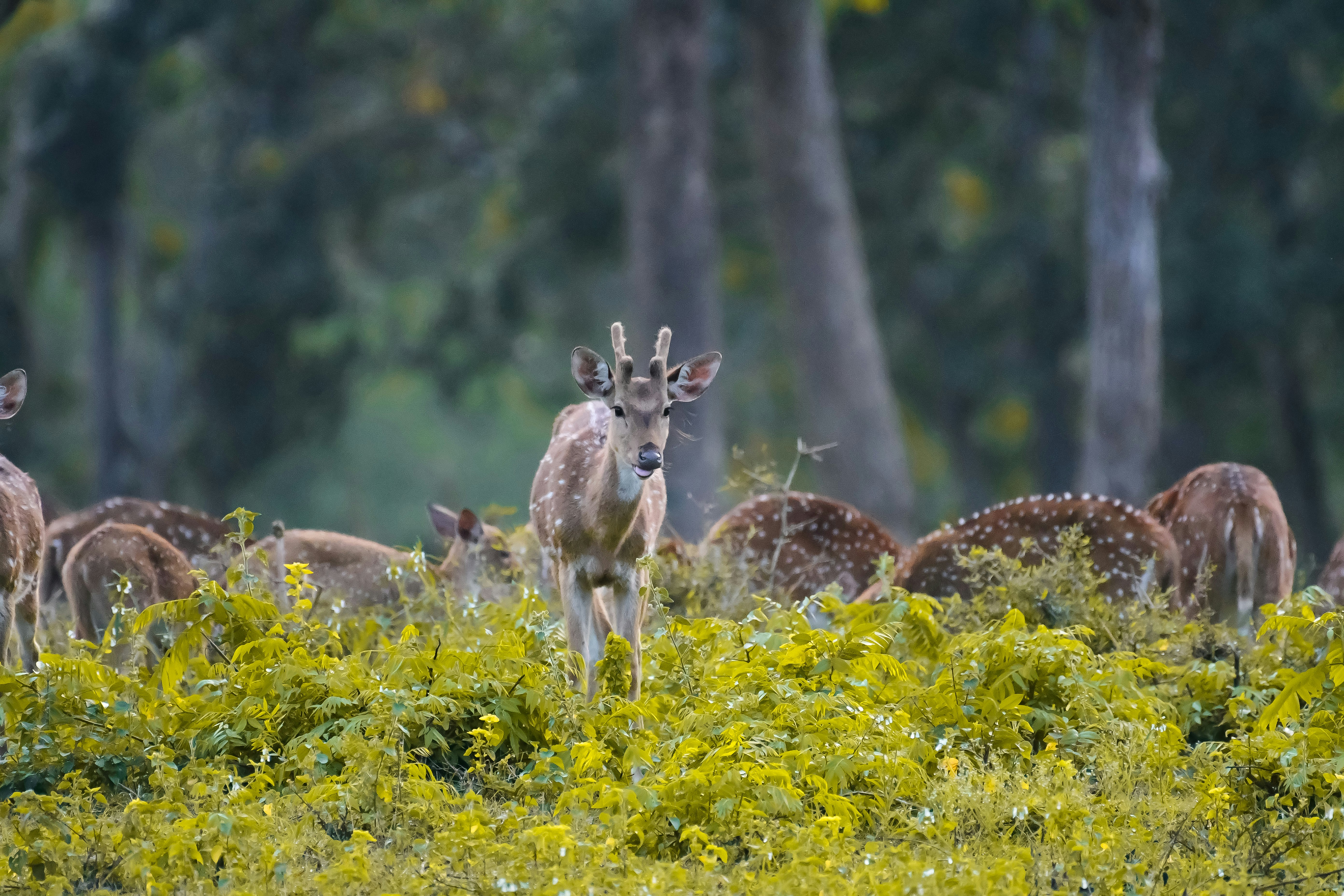 Photo by shijinkamalon