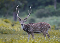 Best Areas in Bandipur to Explore Entirely on Foot