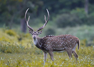 Bandipur