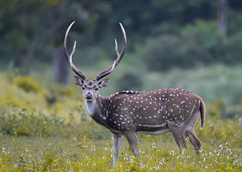 Best Areas in Bandipur to Explore Entirely on Foot
