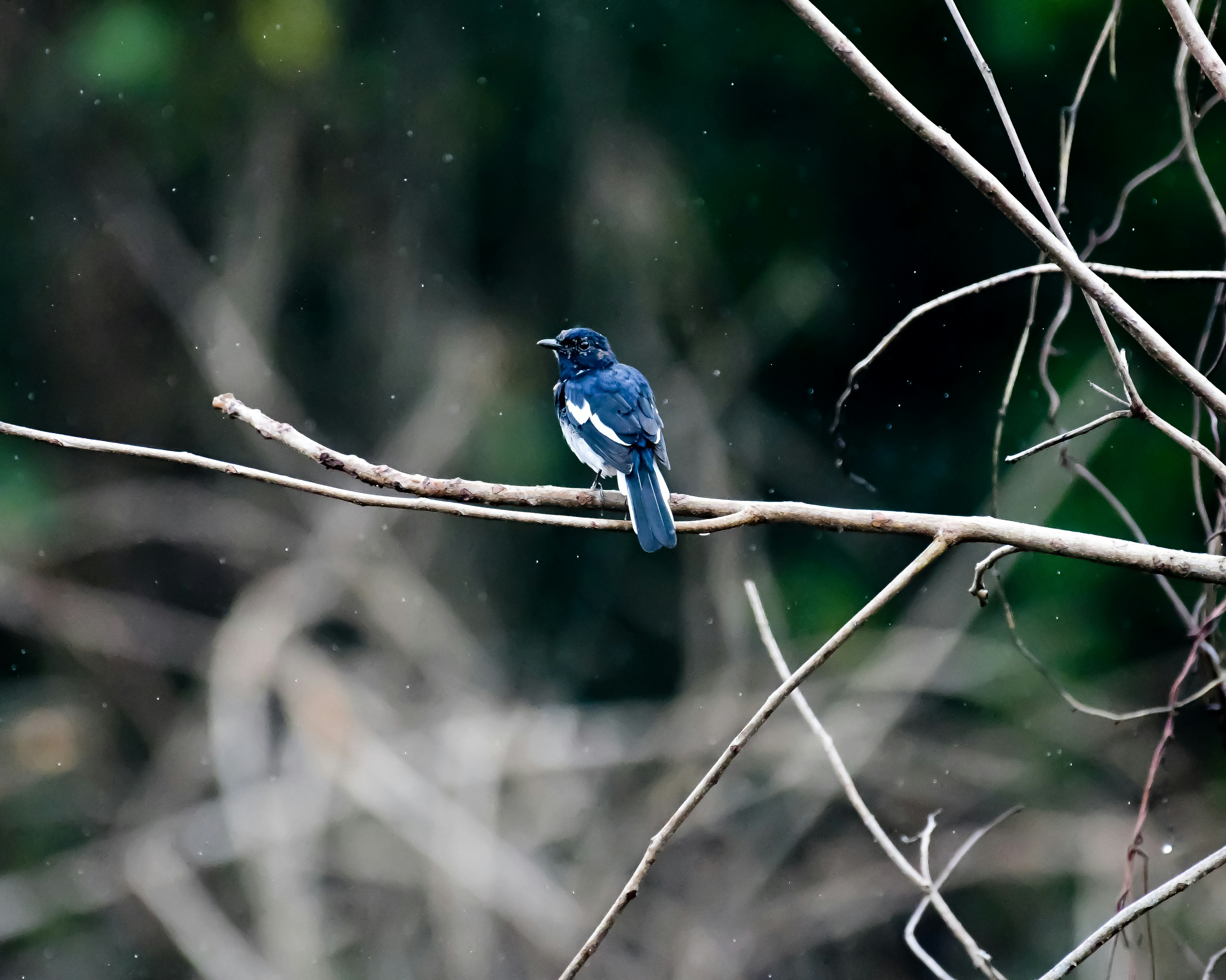 Photo by shijinkamalon